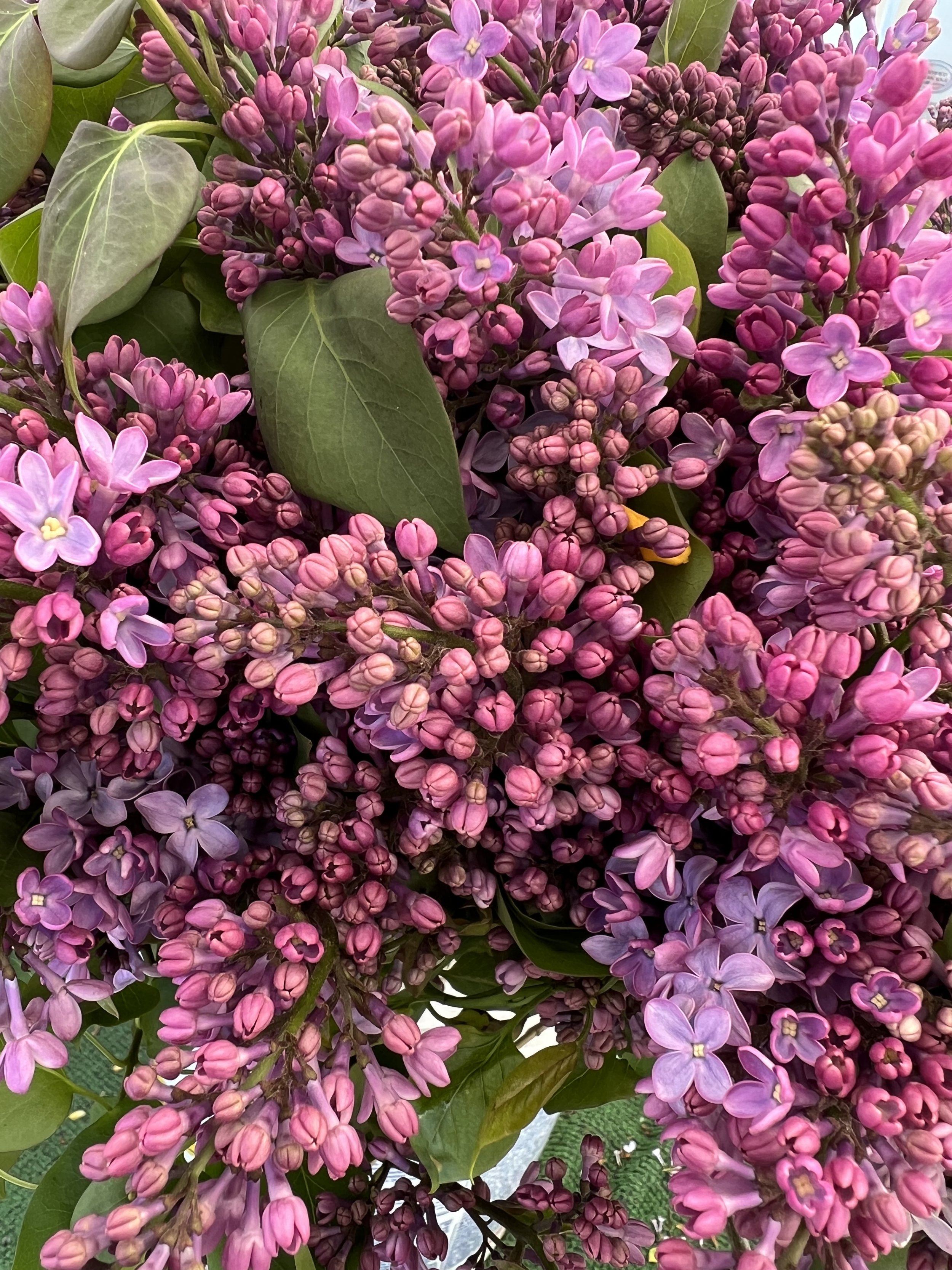 Lilacs