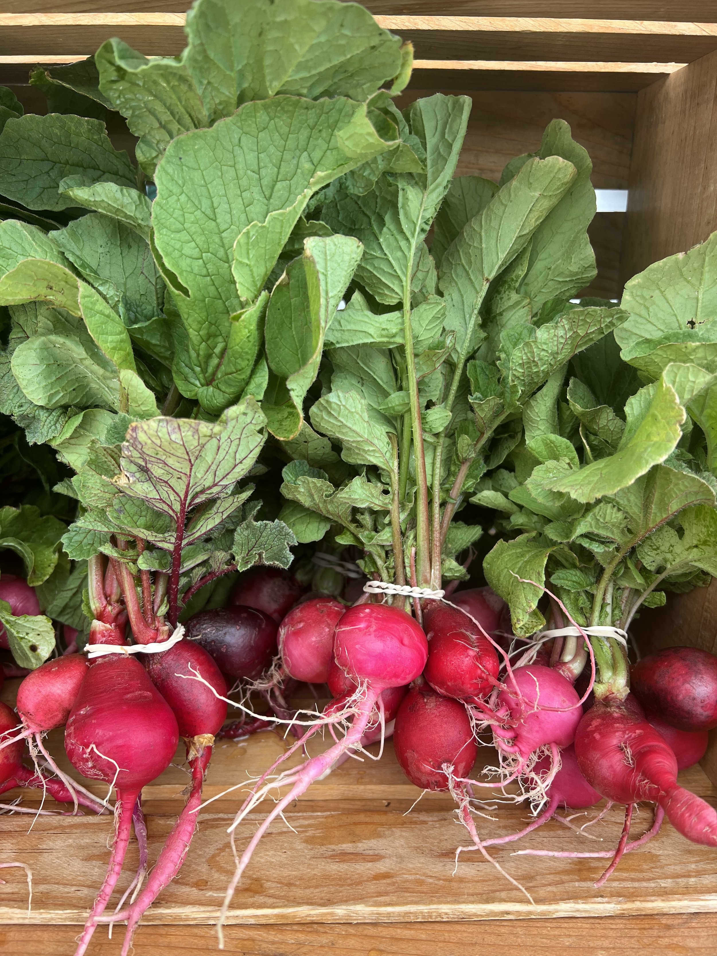 Farmers Market Radishes