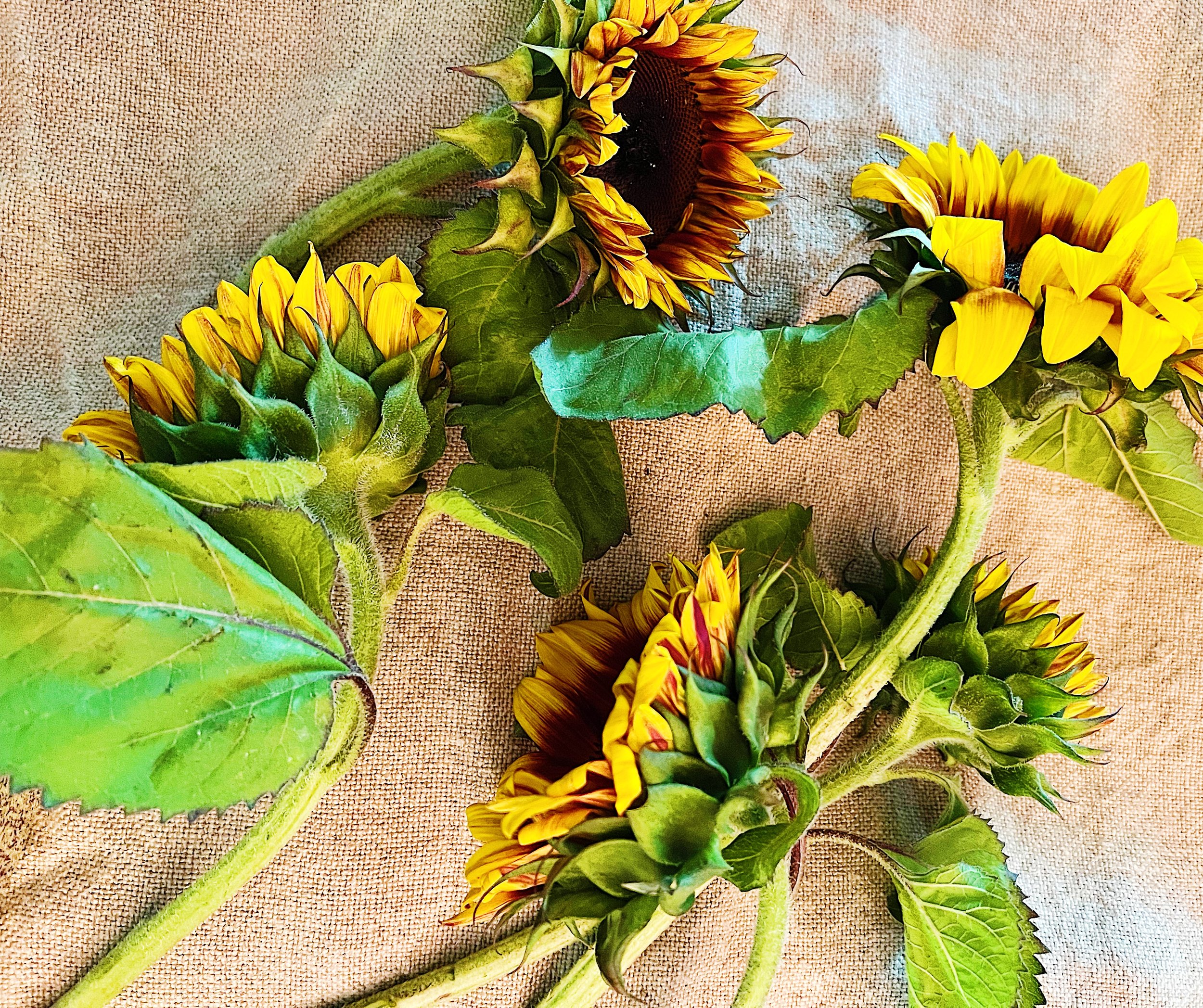 Sunflowers on Linen