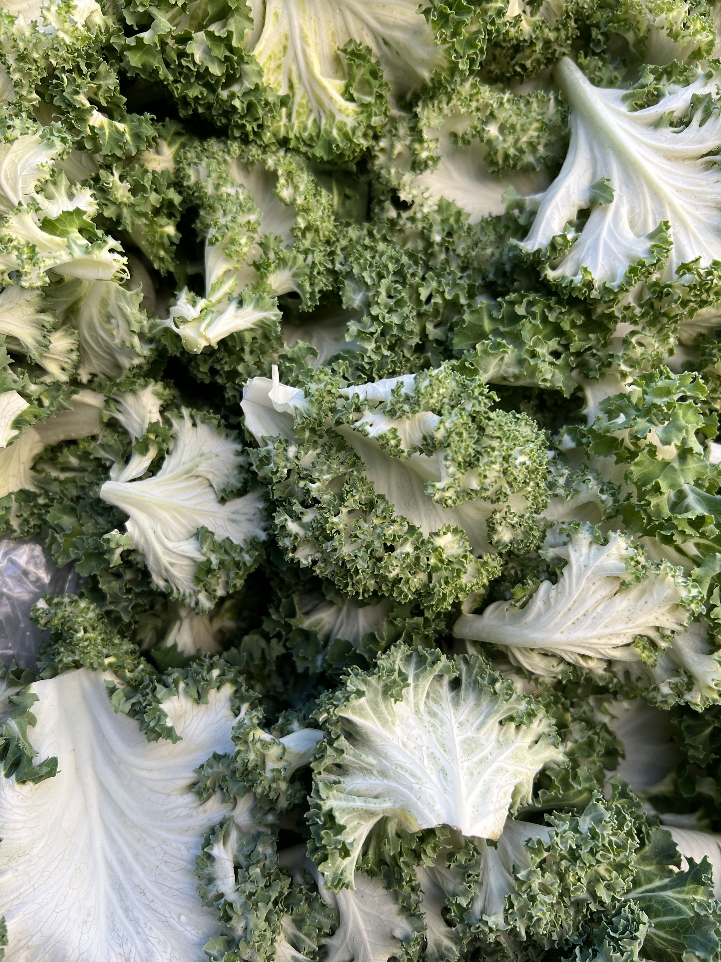 Kale