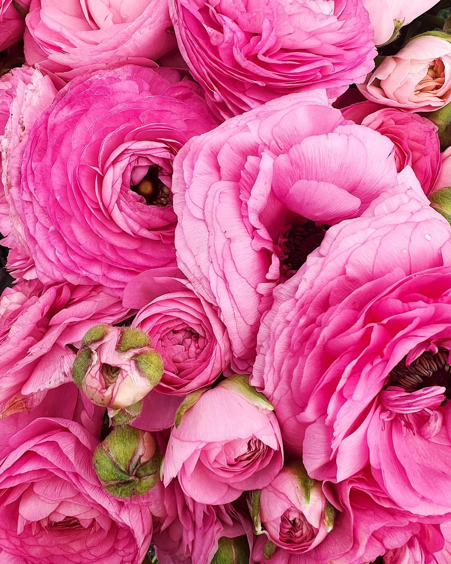 Ranunculus 

Coming in hot for Thursday! Bold,bright and shocking pink. Just the spot of boldness that reminds us it&rsquo;s spring and almost the weekend. How lovely these will look in your home. A simple and inexpensive mood booster and calming eff