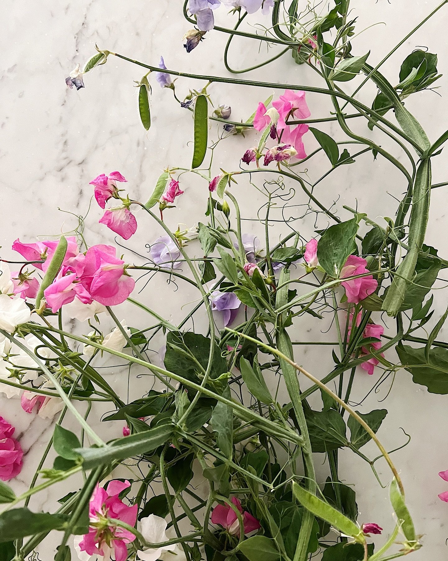 Sweet Peas 

𝒮𝒾𝓂𝓅𝓁𝑒 𝒮𝓊𝓃𝒹𝒶𝓎𝓈
These are from last years garden but I planted them again and they are just climbing up the fence now. No blooms yet but on the way. What are your favorite things to plant in your garden year after year? I lov