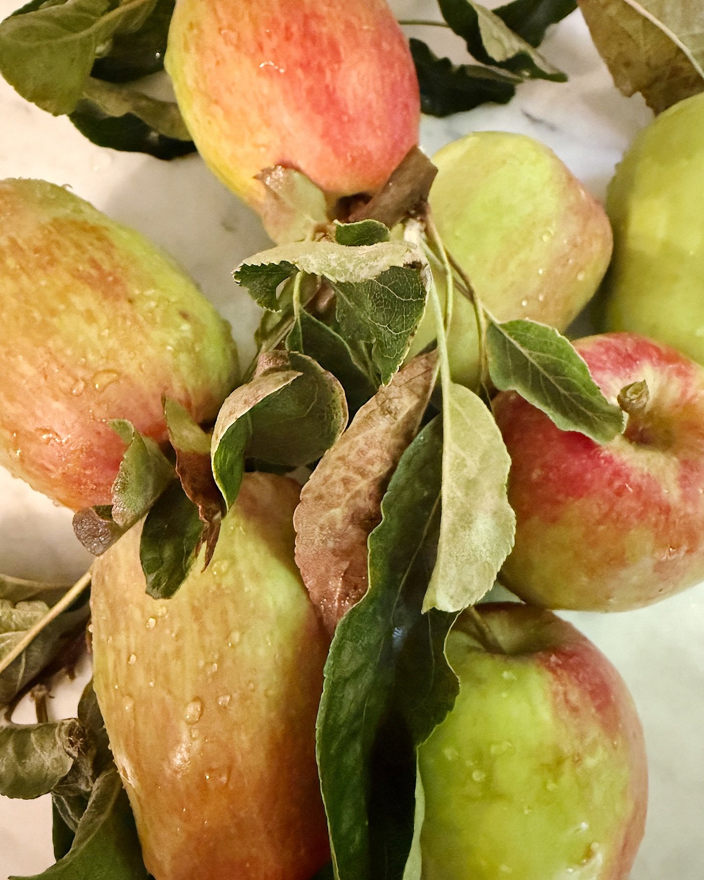 Apple Season

Yesterday I had a crew in the garden helping me cut back some plants and my boxwood hedges. We fertilized and at the end of the day picked some apples! Much to the surprise of my lead gardener I own an apple picker. My apple trees have 