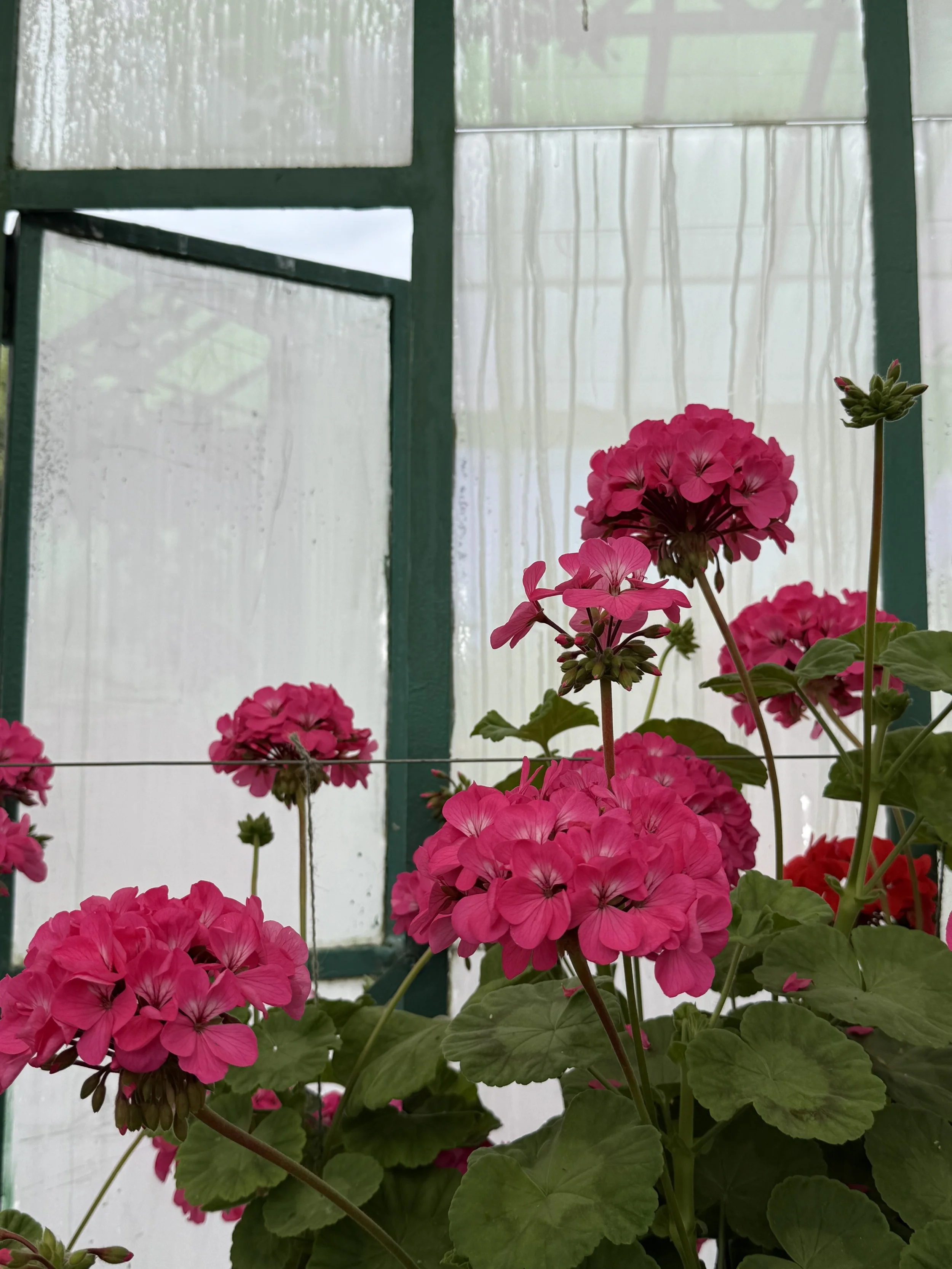 The Royal Greenhouses of Laeken