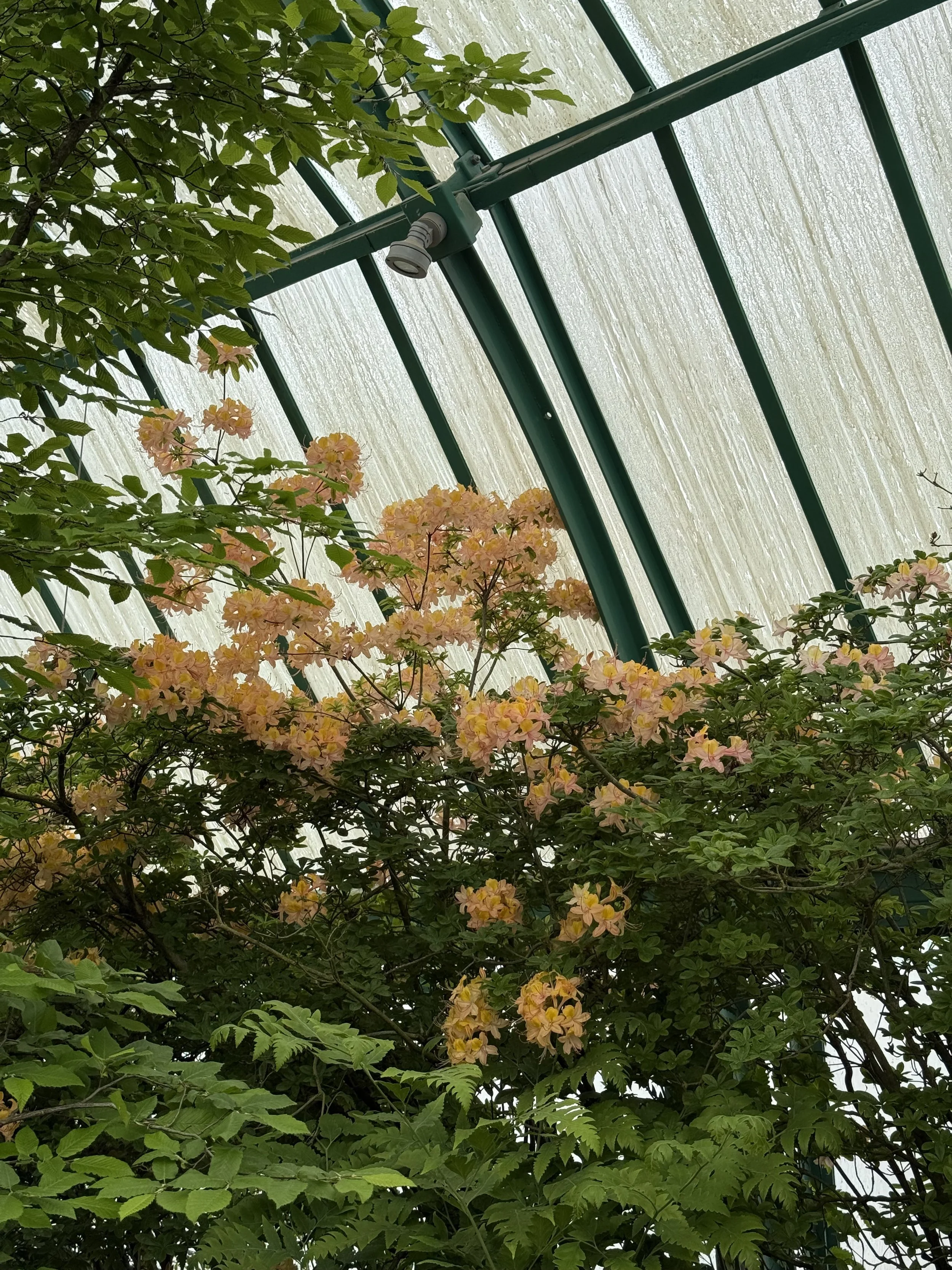 The Royal Greenhouses of Laeken