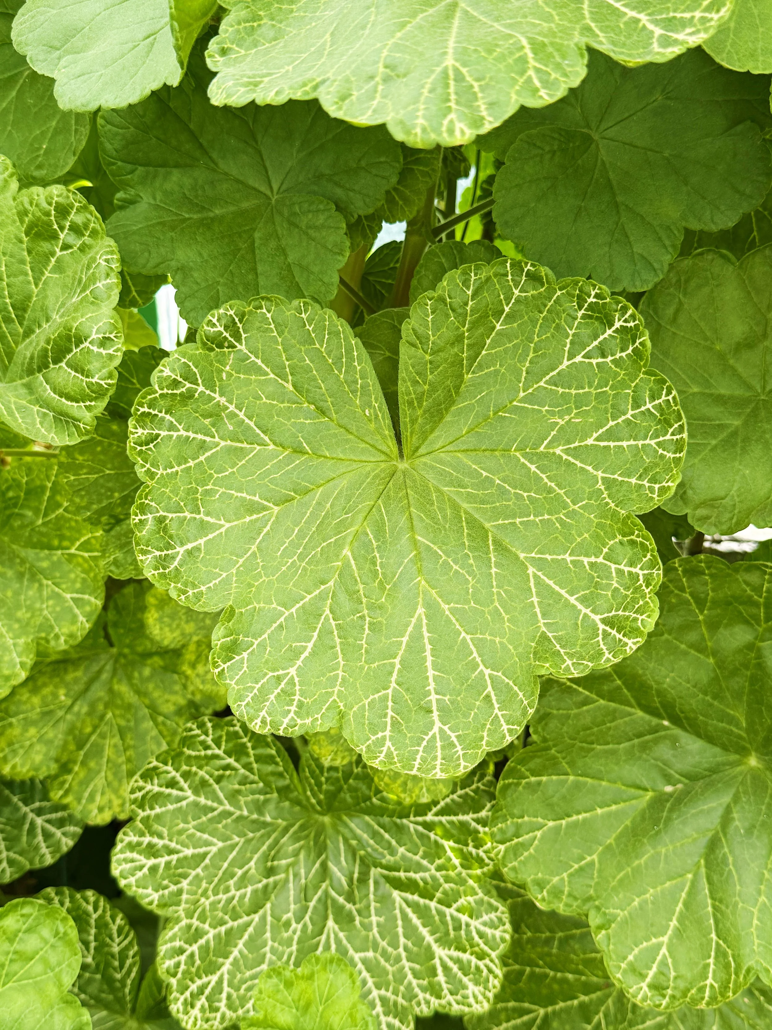 Geranium Leaf