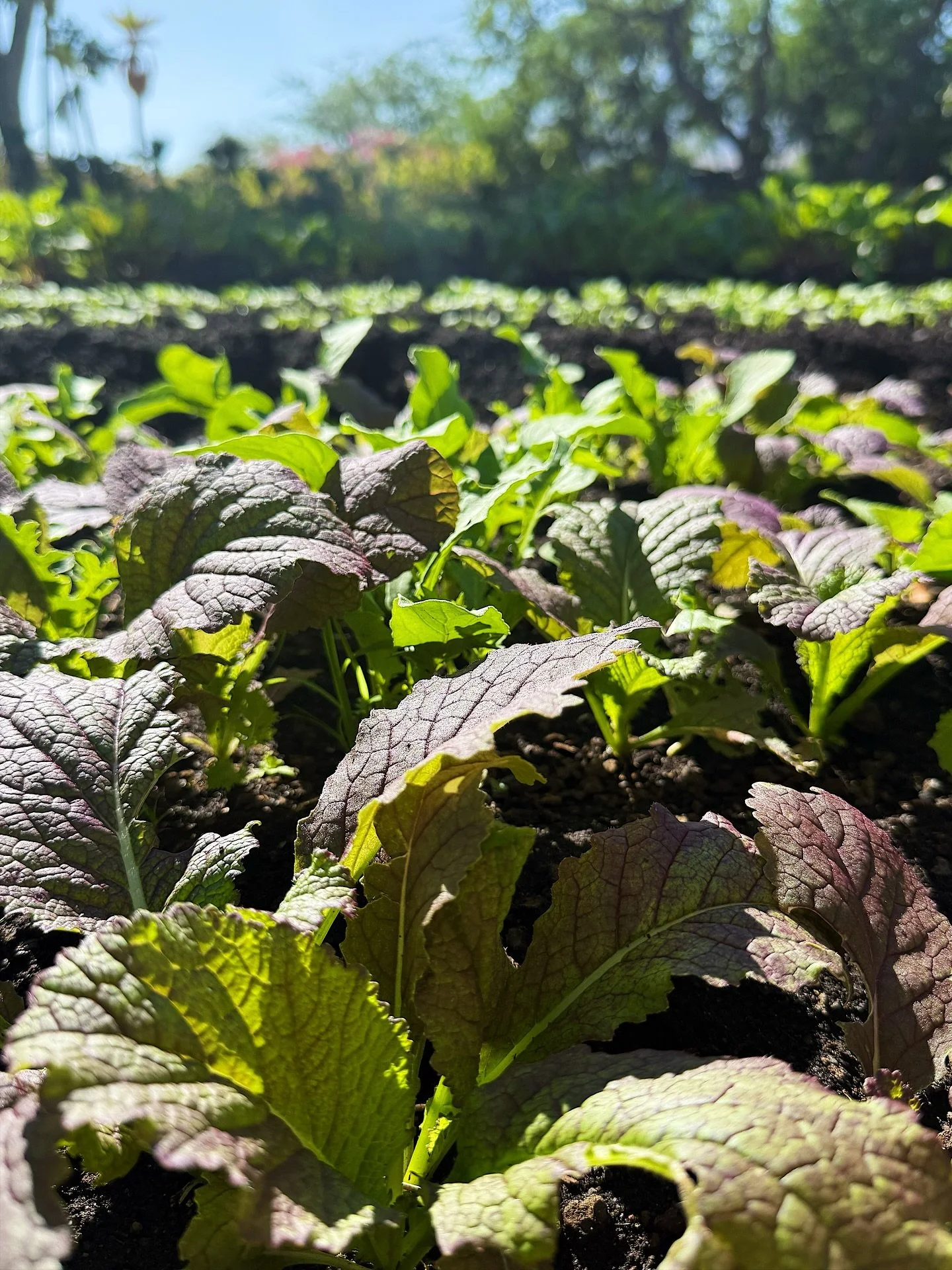 Farm at Kona Village 

Rich volcanic soil is the foundation of the garden @konavillagerosewood. An expansive collection of herbs and produce thriving in this tropical climate. So nice to visit a garden in another climate and learn their process for g