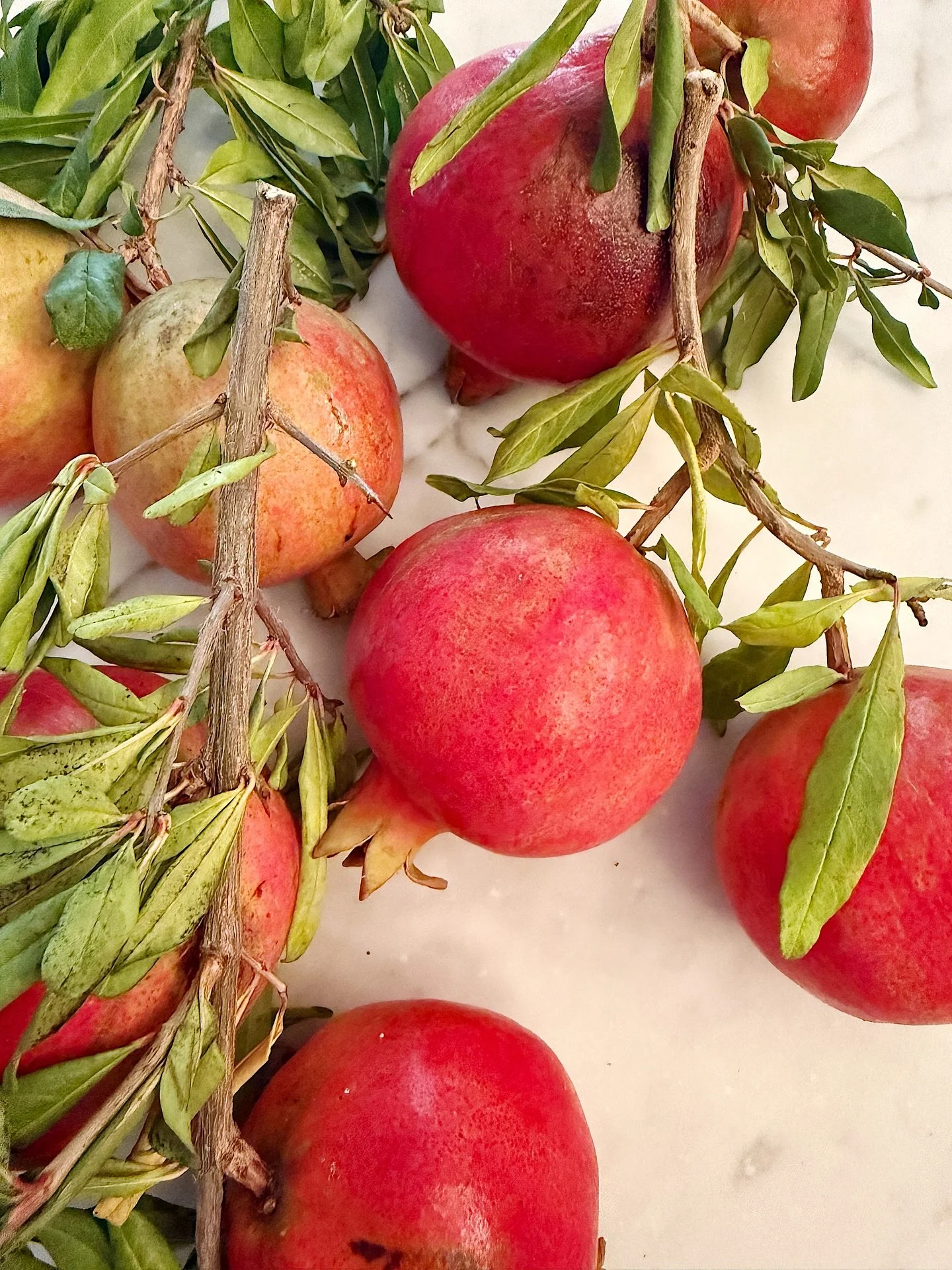 Pomegranates Fresh off the Tree

Gathered and still clinging to their branches with leaves. Natural decor is my favorite way to decorate for the season. Hoping these pomegranates will last through Christmas. 
.
.
.
#pomegranates #seasonal #decor #hol