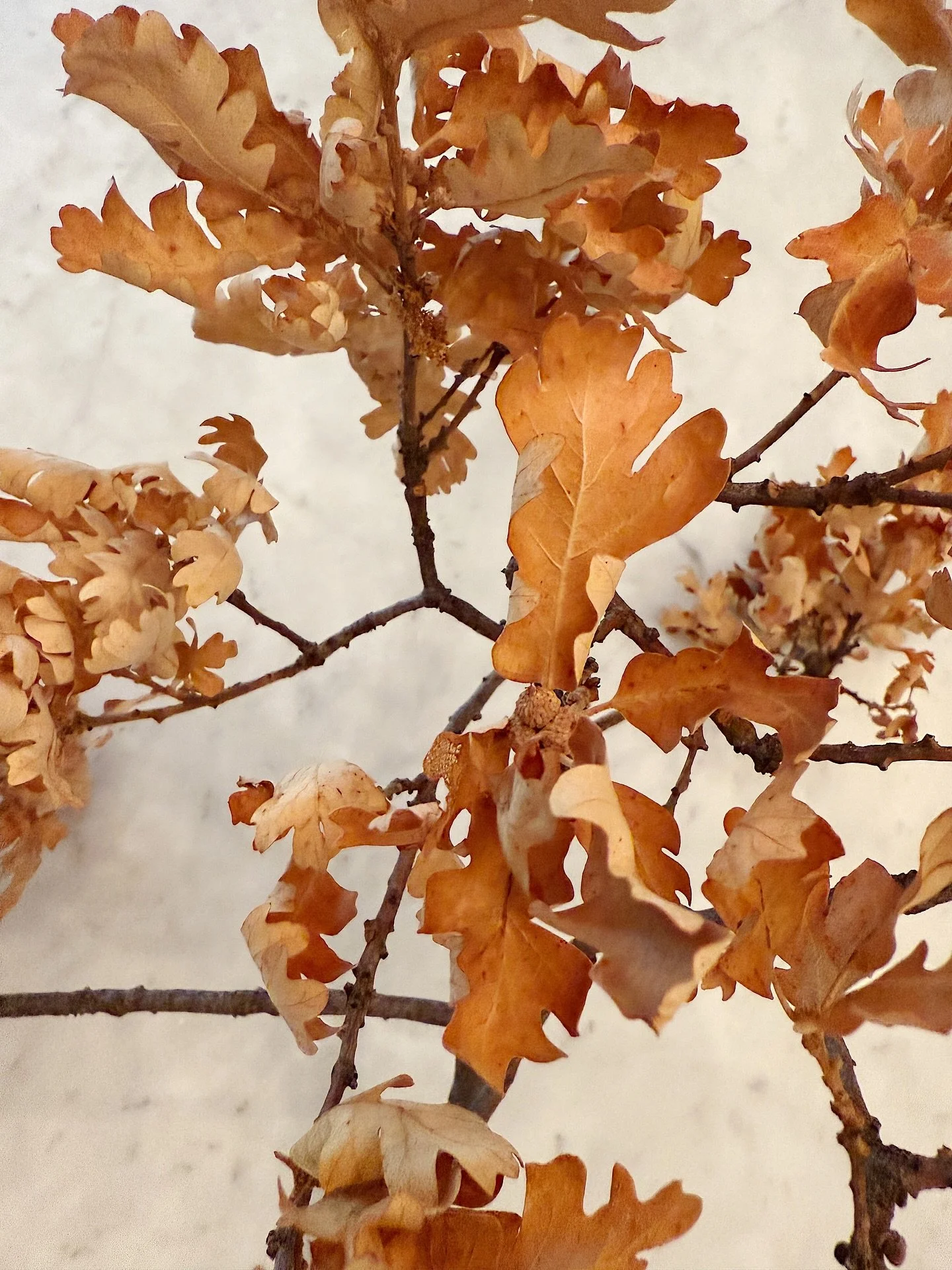 Oak Leaves 

Nothing says fall more than dried oak leaves and mossy branches. Gathering together some natural inspiration for the home. This is the time of year to turn inward, reflect and be cozy with books, tea, candles, a fire, a cute puppy 😉 and