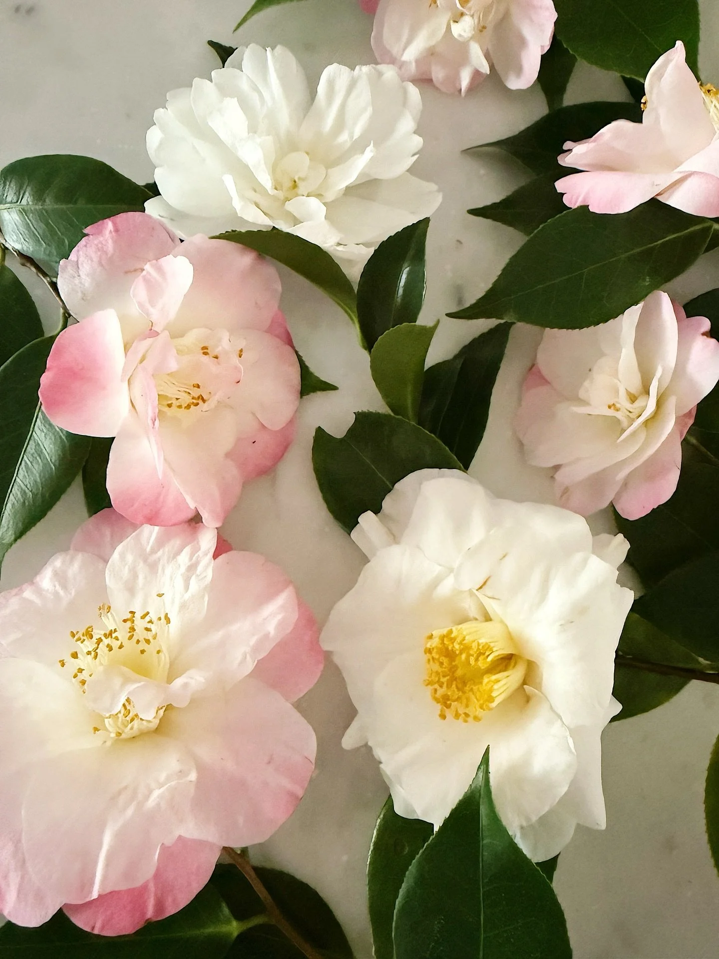 Camellias 

Once a year my camellias bloom. I have five varieties around my garden, white and pink. The smallest most delicate ones are almost finished which is too bad as they grace the entrance to my home and look nice for the holidays. Still there