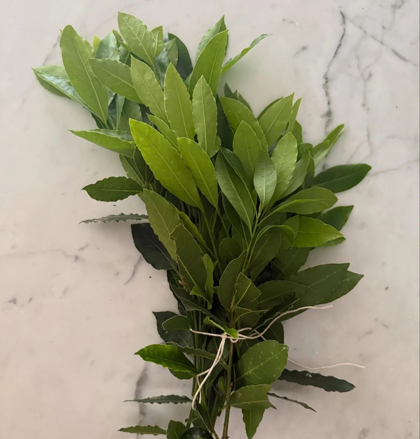 Bay Laurel

Trimming some bay laurel this week and grabbed some bunches for my closet and kitchen. In Italy they use bay laurel in bunches in the closet to keep things fresh and bug free. Sometimes placing leaves in pockets of sweaters or jackets. Re