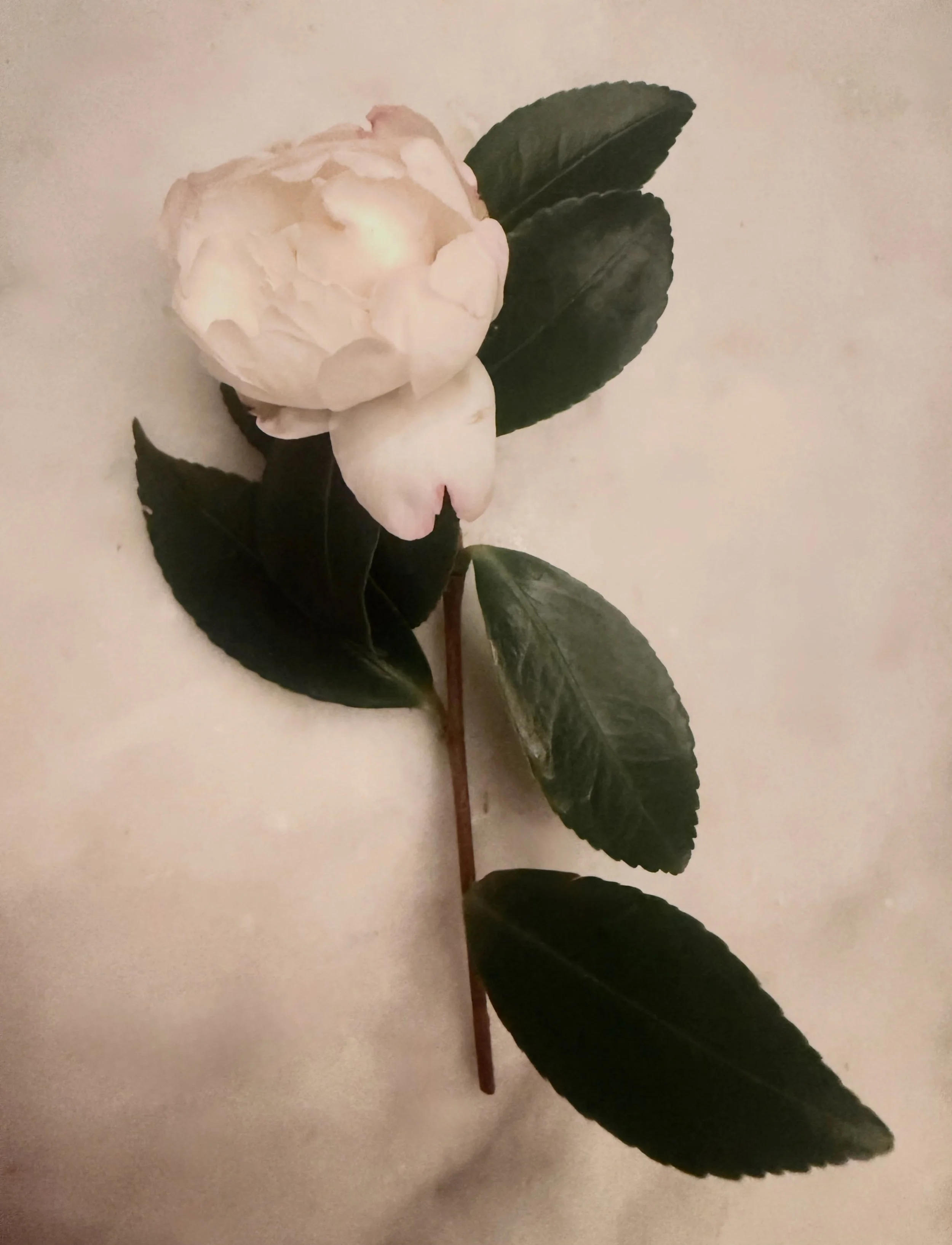 First Camellia

Camellia season is beginning. Bunches of these delicate white flowers sit in front of my house, tucked between boxwood and bay laurel, a beautiful contrast against all the greenery. 

As my garden begins to wind down for winter, the c