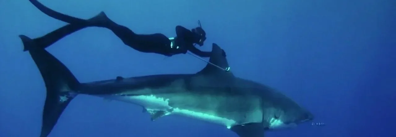 432953110_1280x720_PC_from Kimi's websote.webp