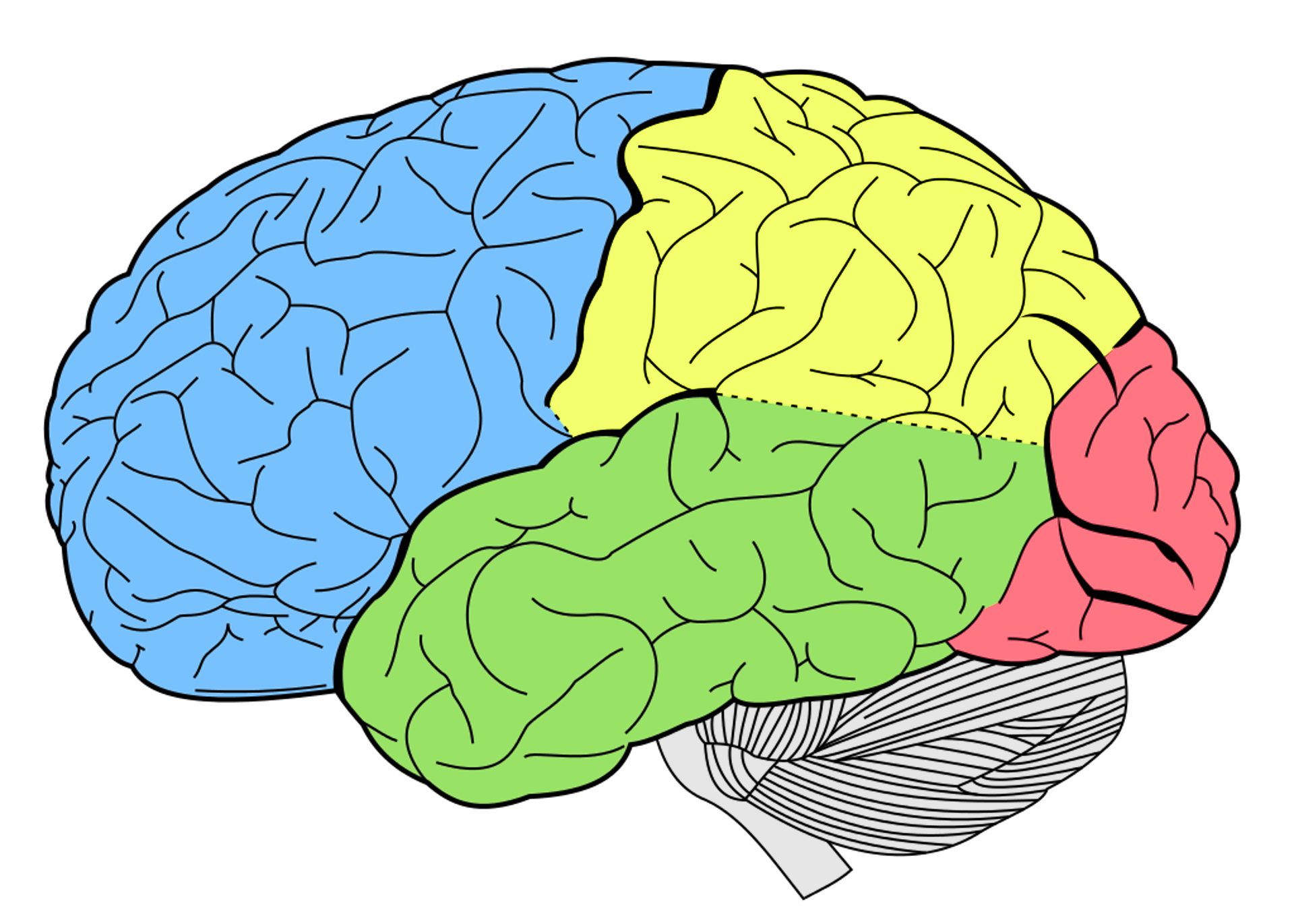 Language development at brain level at Canto Speech Therapy Online
