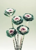 brassica_crane_bicolor.jpg