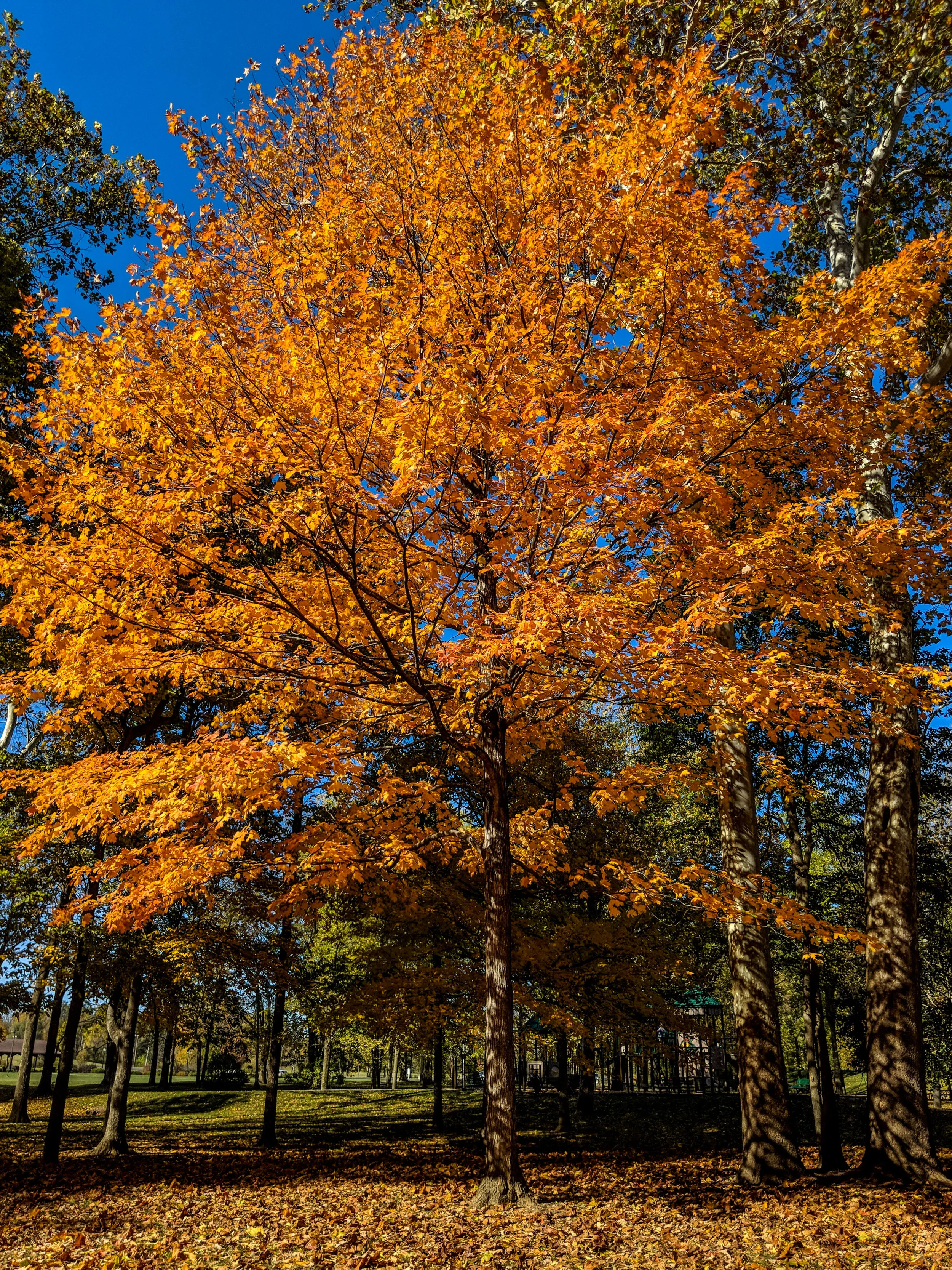 IMG_20191027_145334_large.jpg