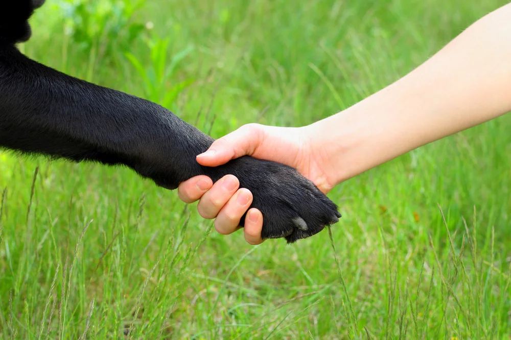 Holding_Paw@2x.jpg