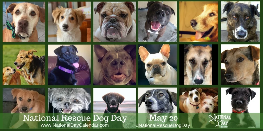 National Rescue Dog Day - May 20 (3).jpg