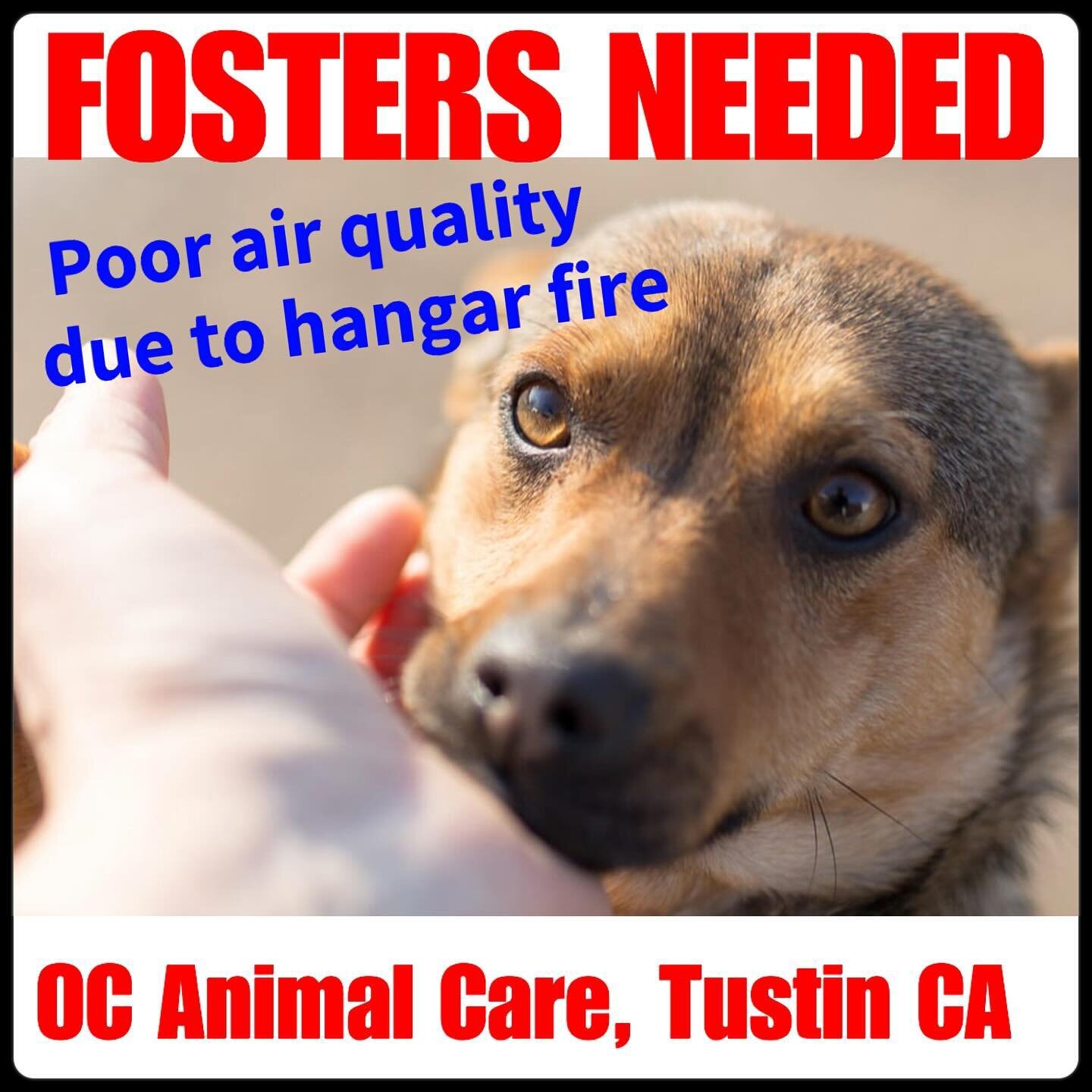 OC Animal Care in Tustin, CA needs fosters now! All dogs housed in their outdoor kennels were brought inside due to poor air quality from the recent fire at the north hangar at the former Marine Corps Air Station, but there is not enough space.  If y