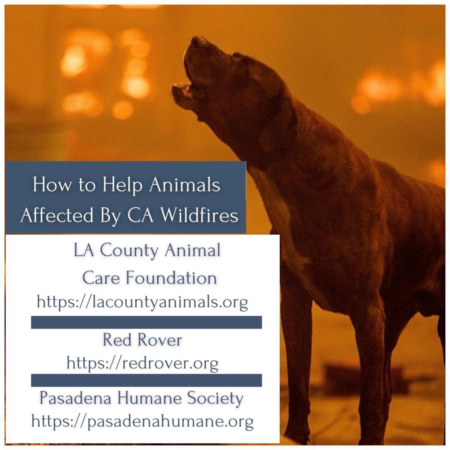 So many people are asking how to help animals affected by the CA wildfires. While supplies and unopened food are always welcome, monetary donations are needed most at this time to care for the many that are injured. Please consider one of these organ