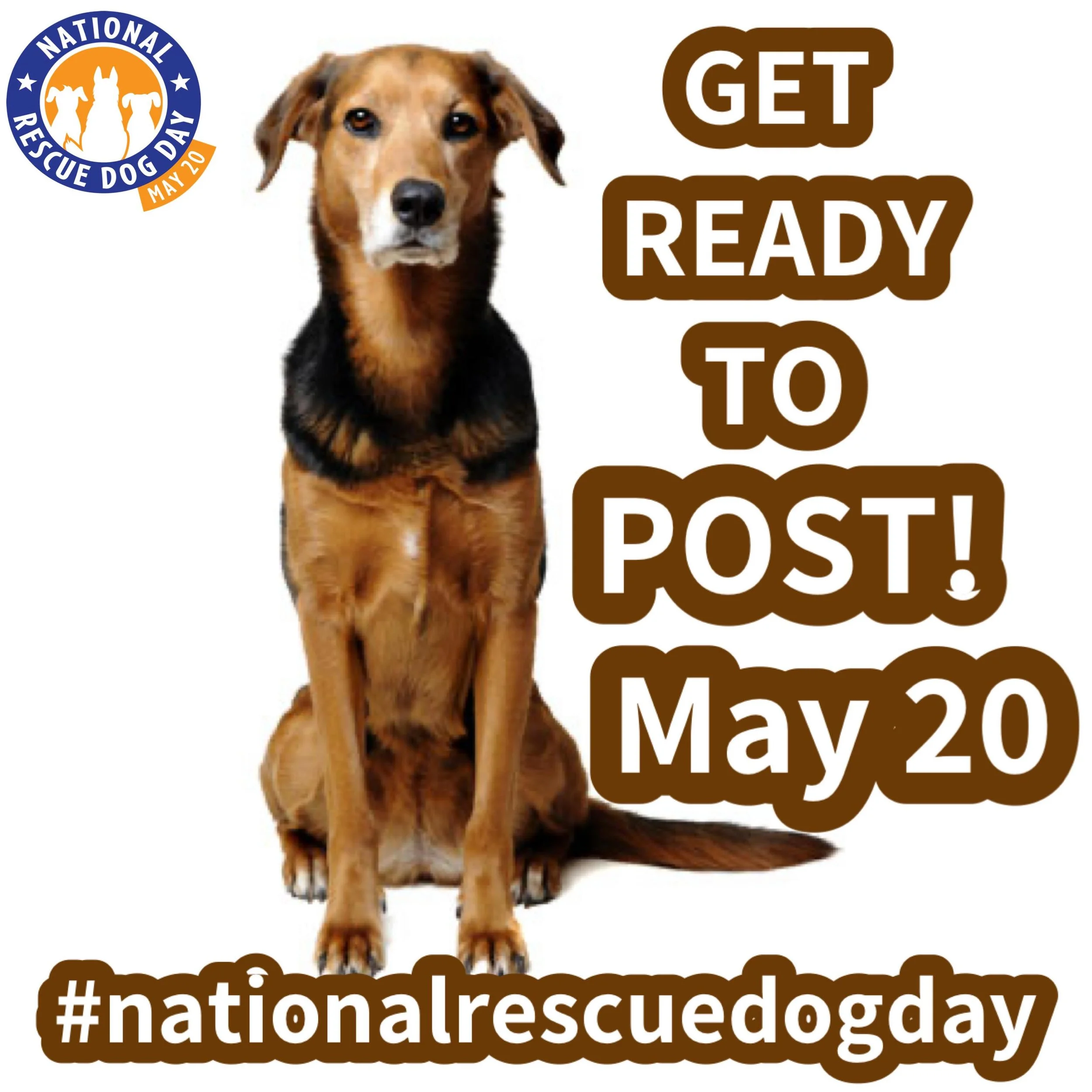 Share the love, spread the awareness! #nationalrescuedogday #dog #savealife #rescuedog #adoptdontshop🐾