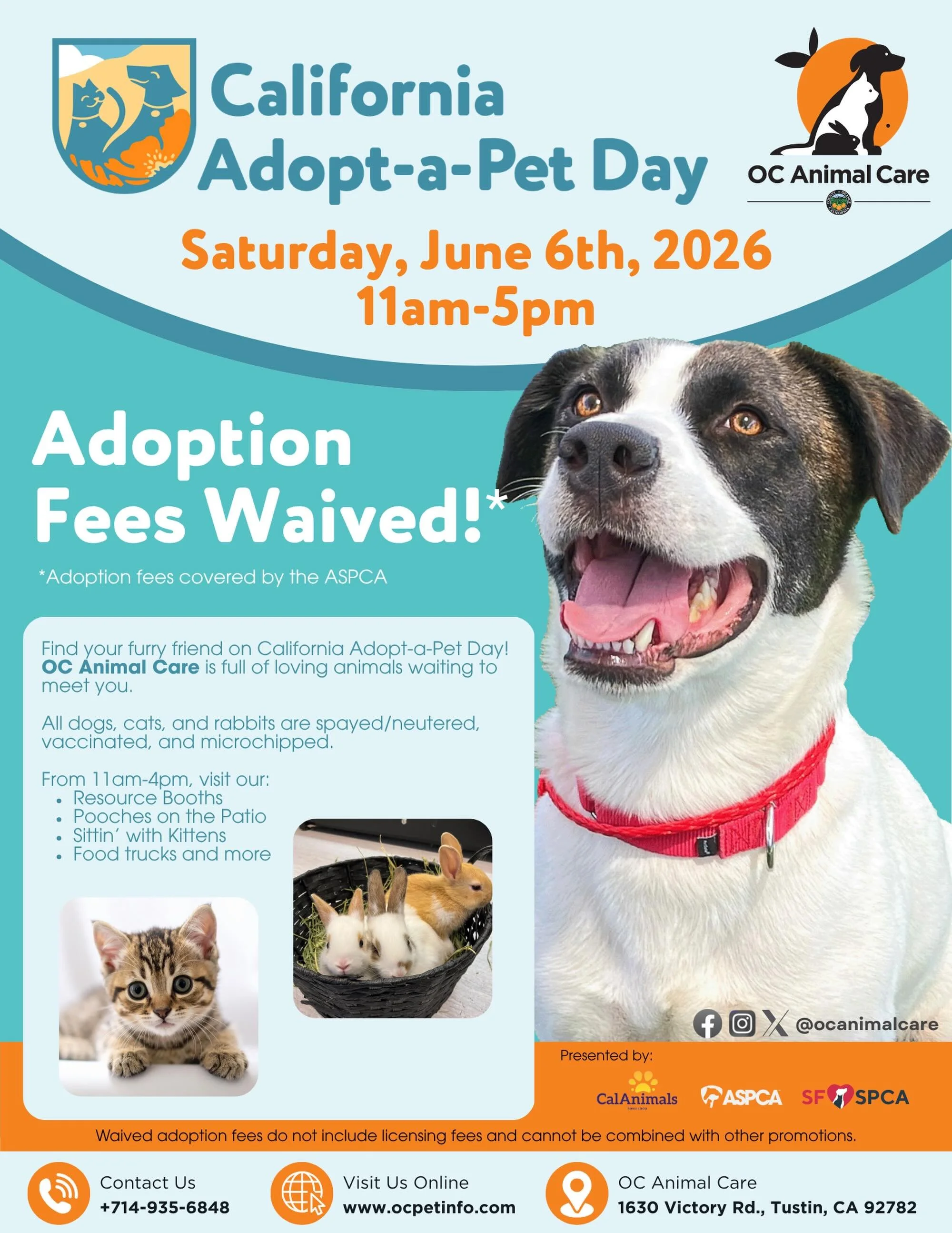 Join me today at OC Animal Care for a day dedicated to helping amazing animals find loving homes! #dogs #cats #rabbits #petadoption #adoptdontshop