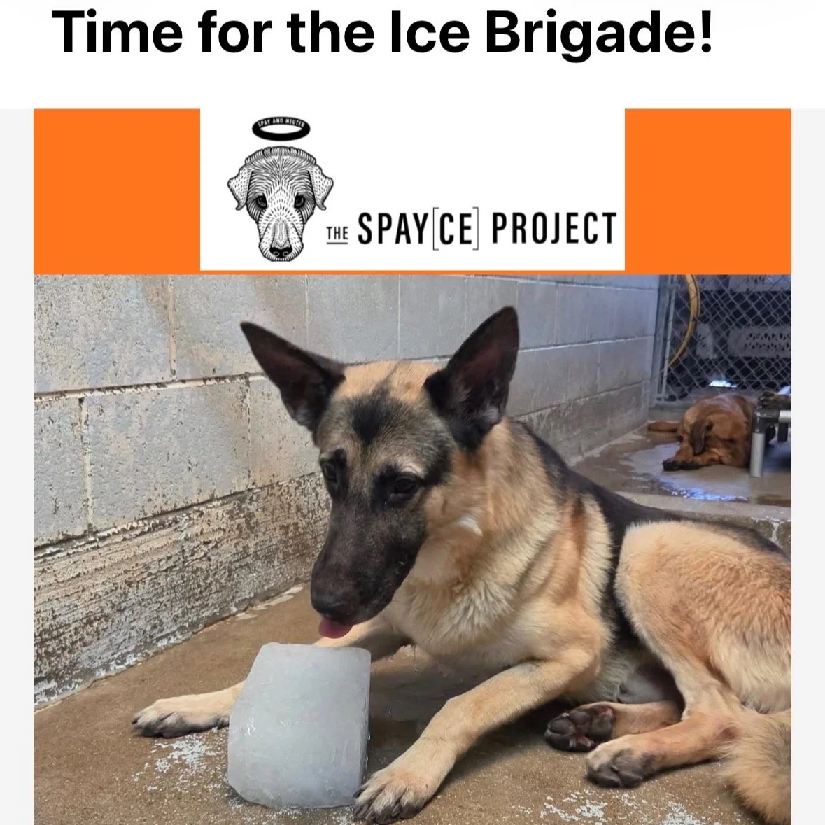 The 9th ANNUAL ICE BRIGADE 2026! Help bring relief to the dogs stuck in shelters with no AC. Just a $5 donation sends one block of ice to one dog. It's not just cooling off. It's hydration. It's a pool to play in. It's an enrichment toy that keeps a 