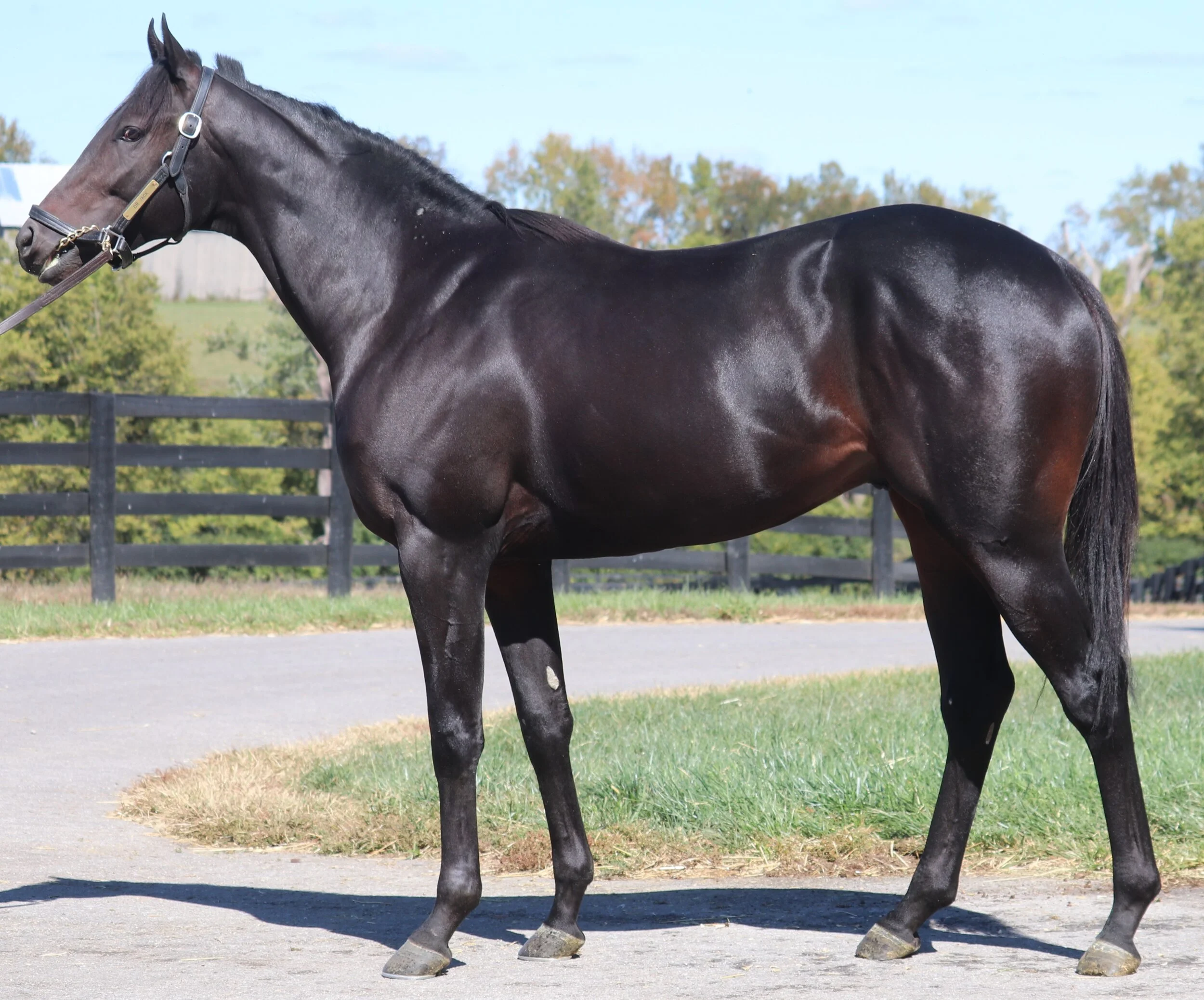 Masterful Allowance Win for Dr Jack