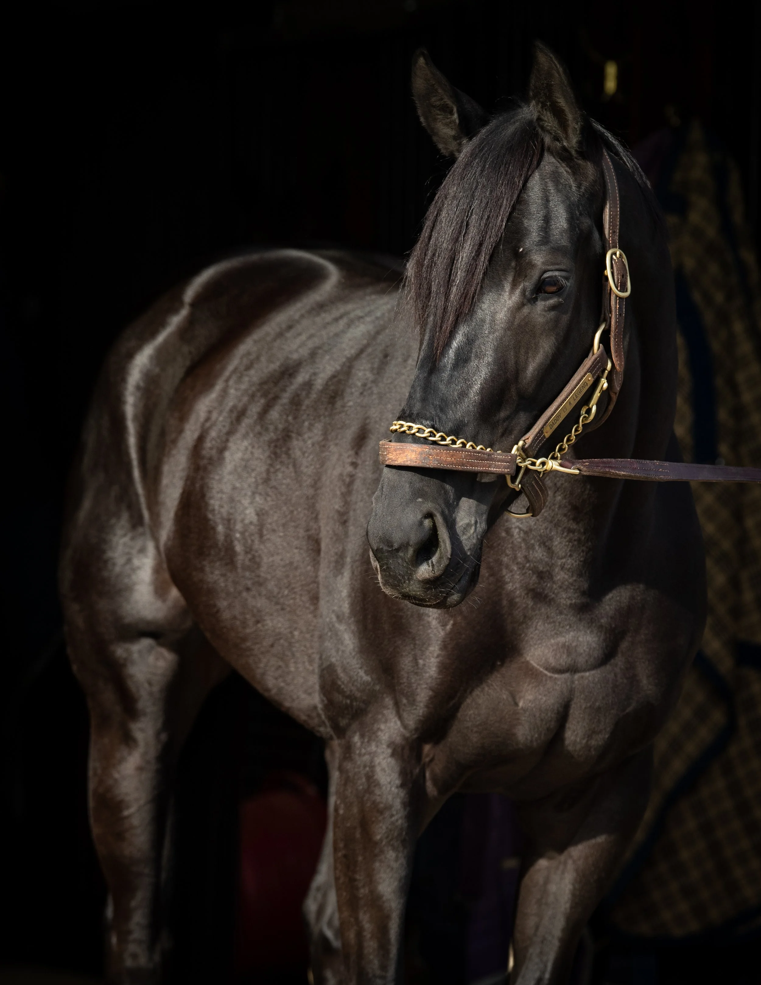 Daddy Is A Legend Retired To Margaux Farm