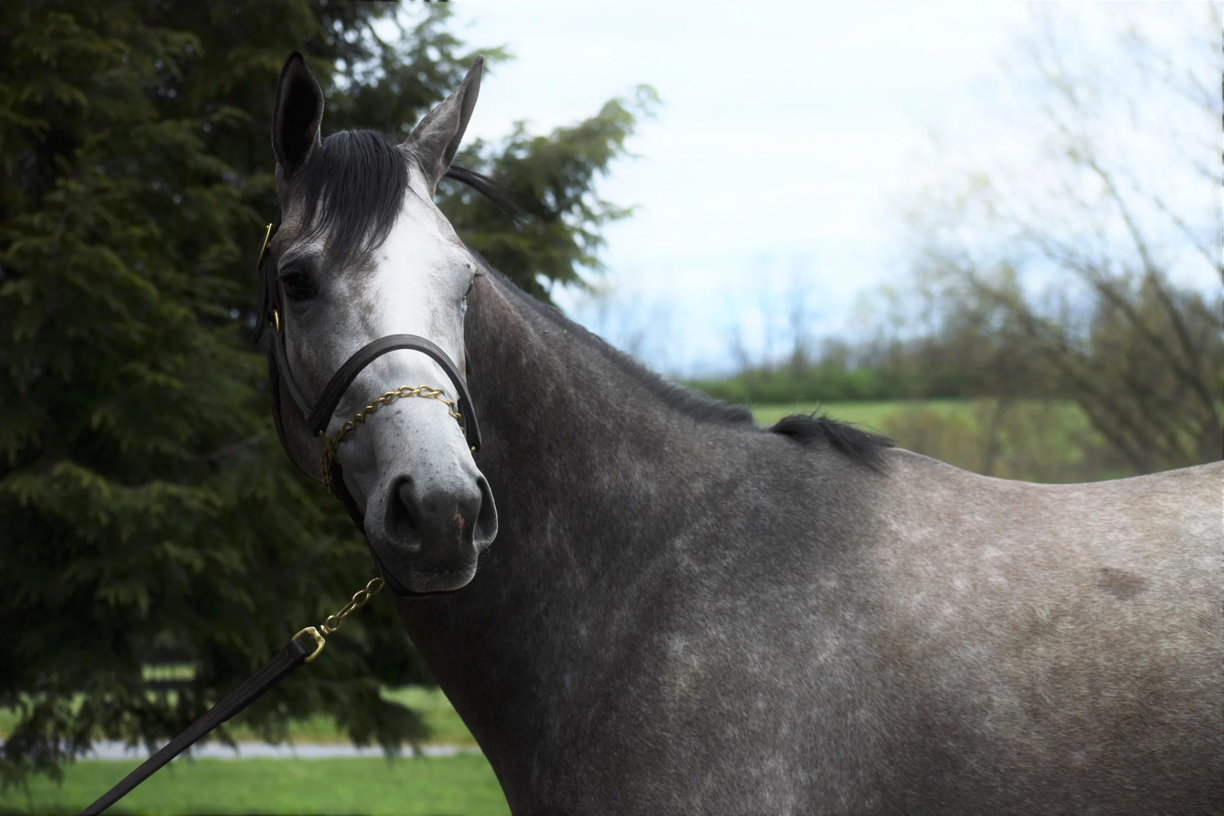 Lighthouse Turns It On In G1 Coolmore Classic