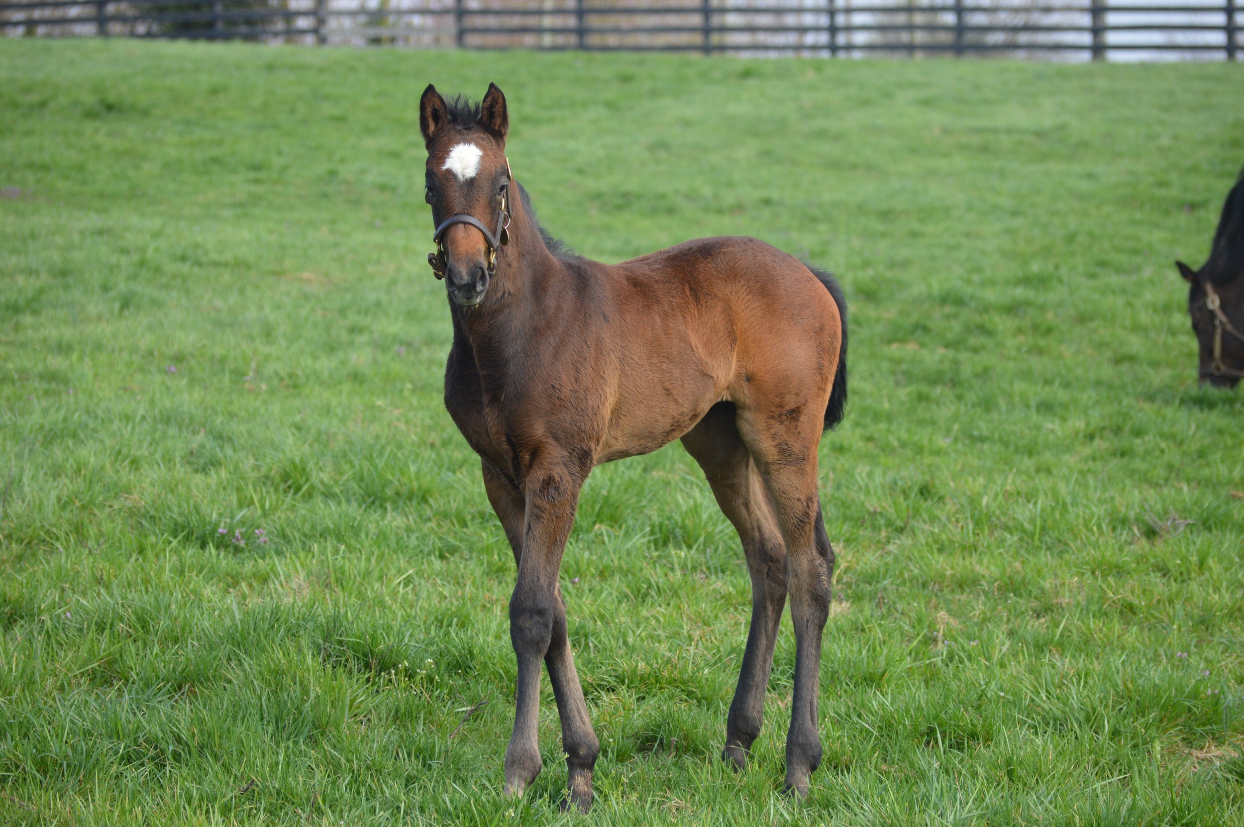 Defining Purpose on the farm as a foal