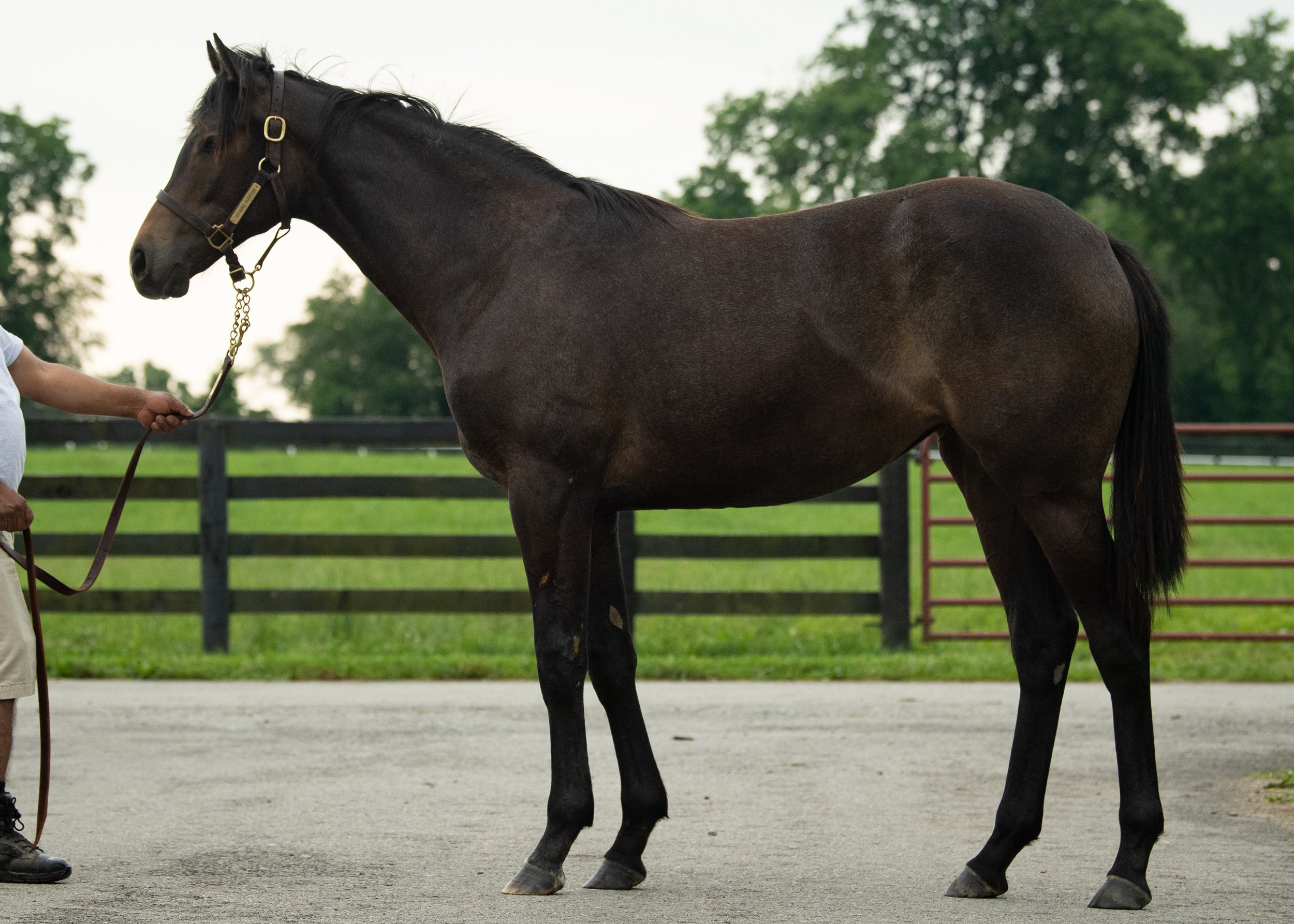 Defining Purpose on the farm as a yearling. 