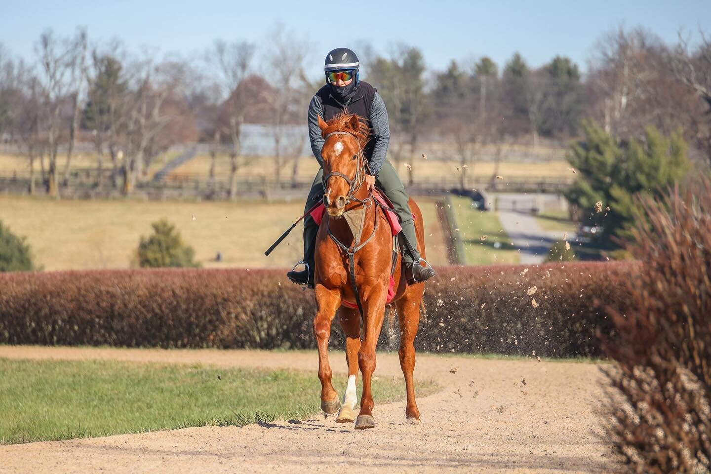 Happy SuperBowl weekend 🏈🎉
Who&rsquo;s your pick on Sunday? 👀

#margauxfarm #kentucky #thoroughbred