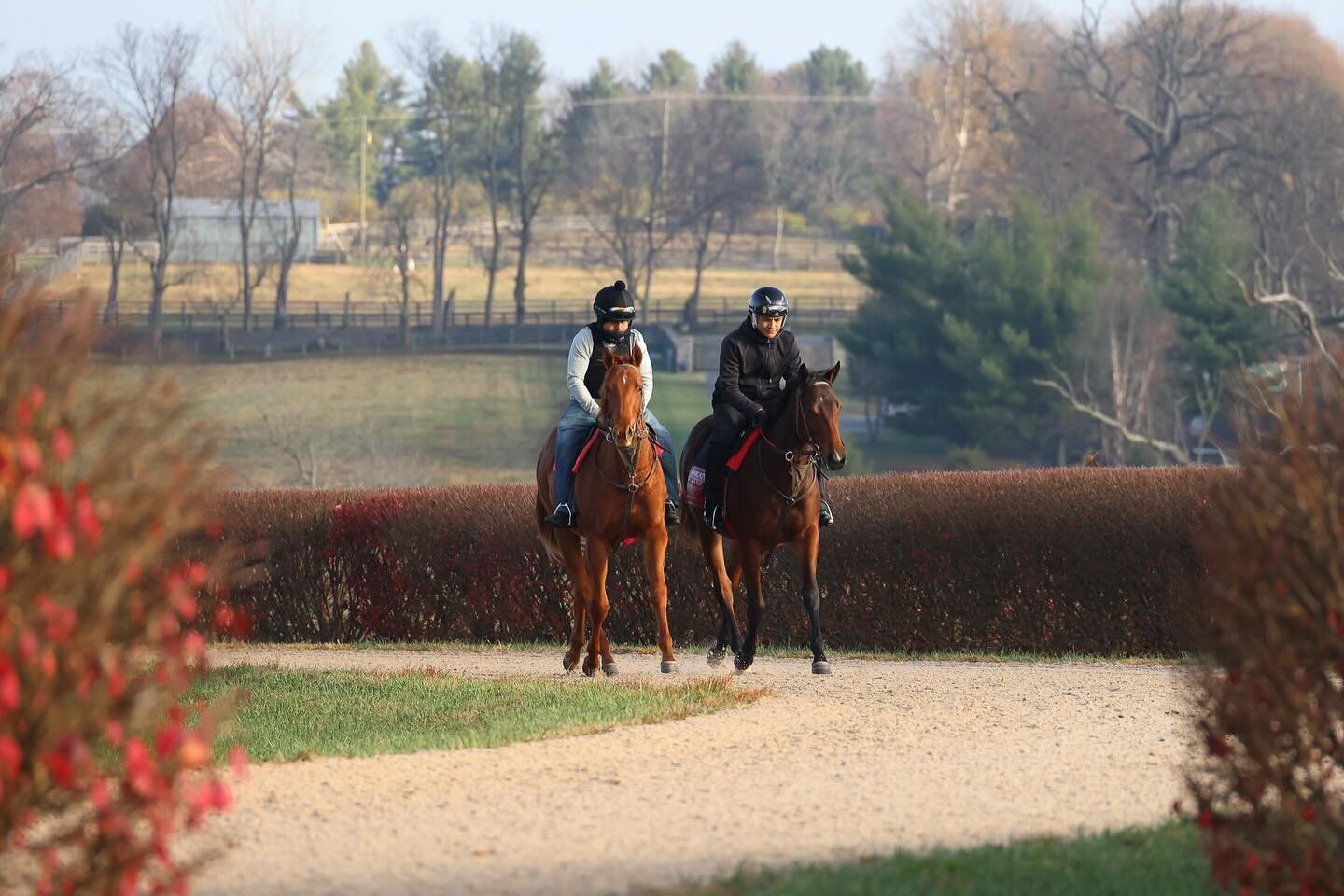 Happy Saturday 🥰 

Check out these 2 yr old fillies enjoying some laps around the track in the warm morning sunlight 

#margauxfarm #thoroughbred #kentucky