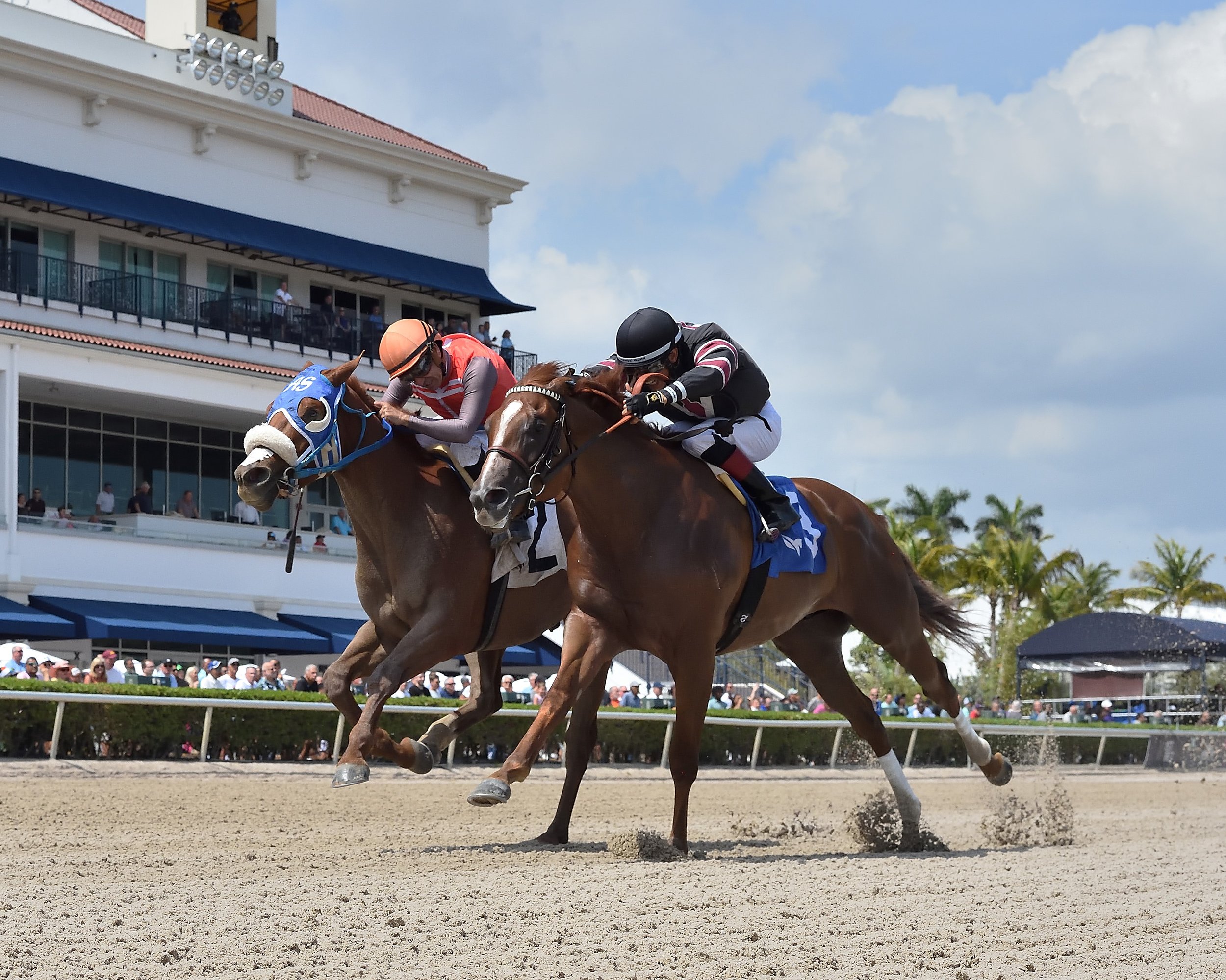 Beeline in the Hutcheson Stakes at Gulfstream