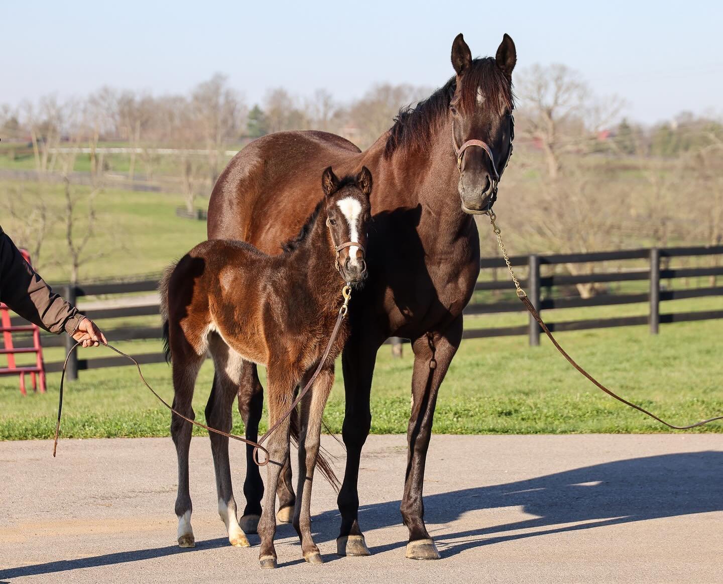 A happy foal Friday brought to you today by Daddy is a Legend and her second foal, a filly by Medaglia d&rsquo;Oro foaled Feb 24th 💗

Daddy is a Legend, a G3 winner, owned by Jim and Susan Hill foaled her first foal last year, a colt by a Curlin and