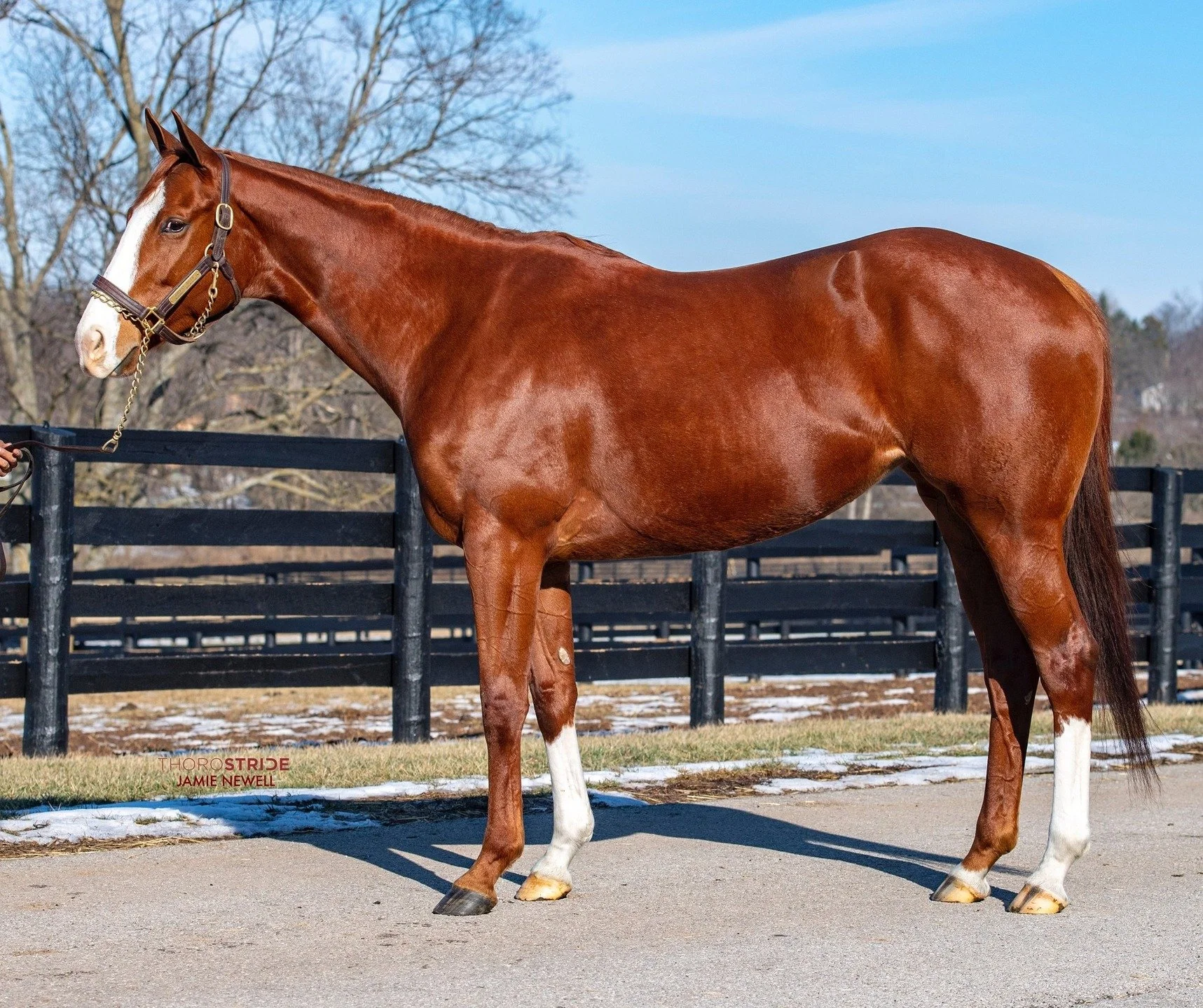 Margaux Farm is proud to offer a high-quality group of mares in the Fasig-Tipton February Digital Sale, closing February 24.

📍 Available for inspection today at the farm from 2&ndash;4 PM.

&diams;️ Hip 104 &ndash; Royal Arts (Munnings)
Young brood