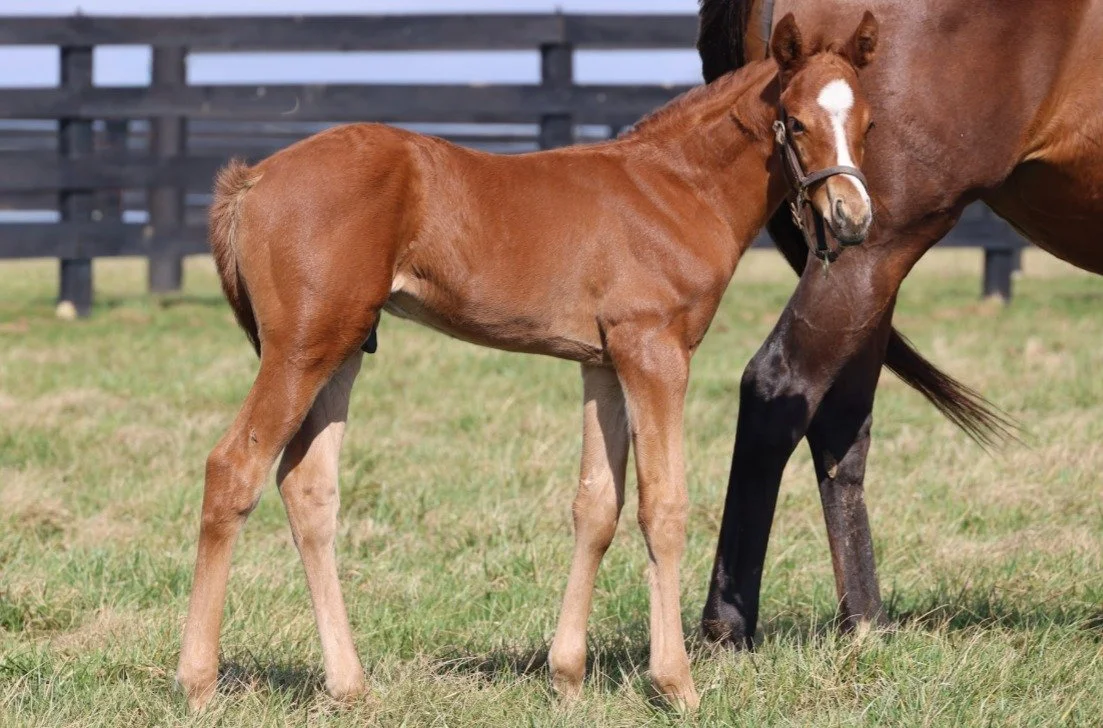 Happy #FoalFriday 👑 This Prince of Monaco colt is already looking like the heir to the throne!
