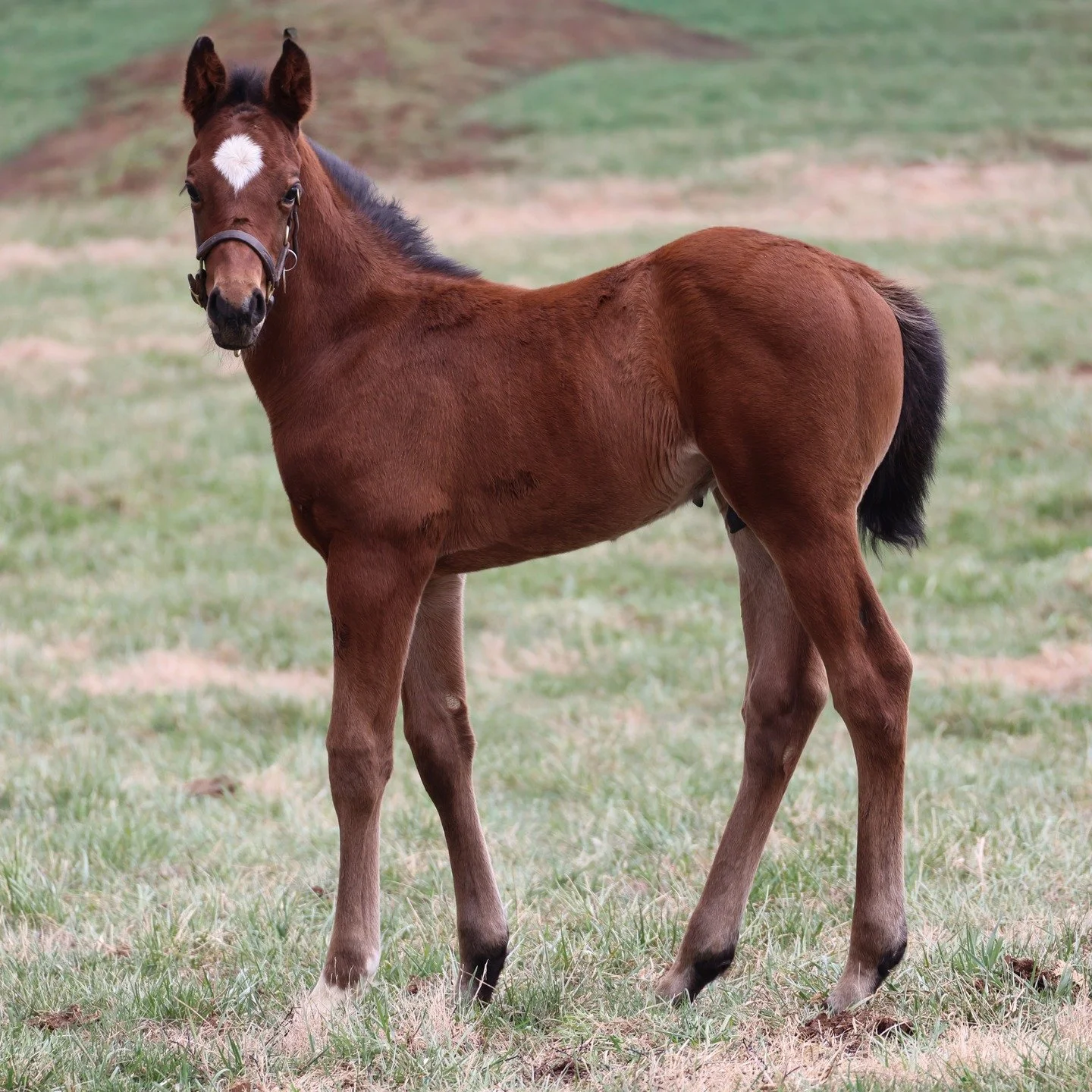 Happy #FoalFriday from this rockin' Nashville colt! ❤️🎸

We could not be happier with him and are excited to watch him grow up.