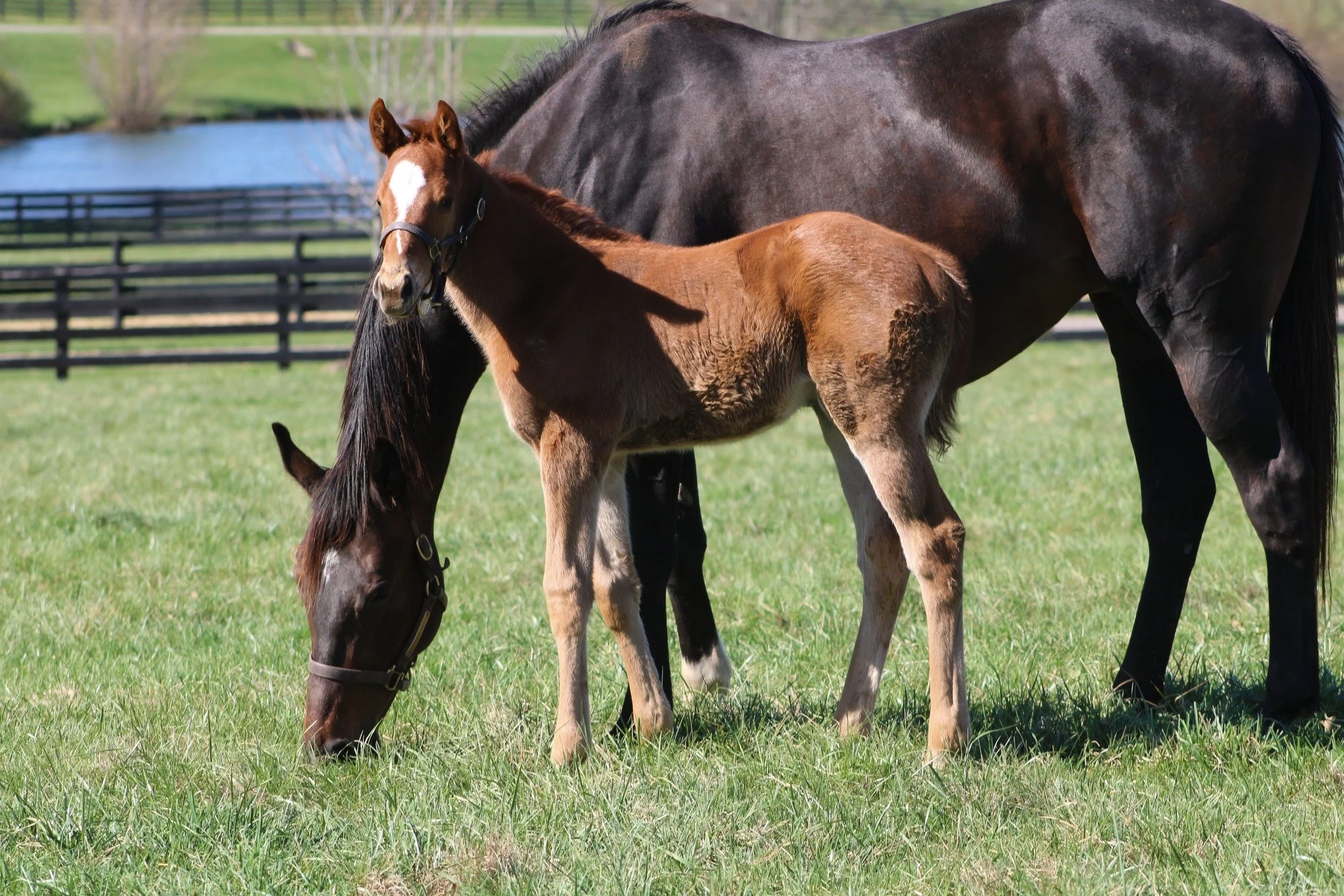 Foal Friday ❤️🐴 This Annapolis filly might have some big hooves to fill. 

Her older 2-year-old sister by Liam&rsquo;s Map (grey, pictured second) just turned heads at OBS, selling for $925,000 after breezing in :20.2.

Bred by Jim and Sue Hill, thi