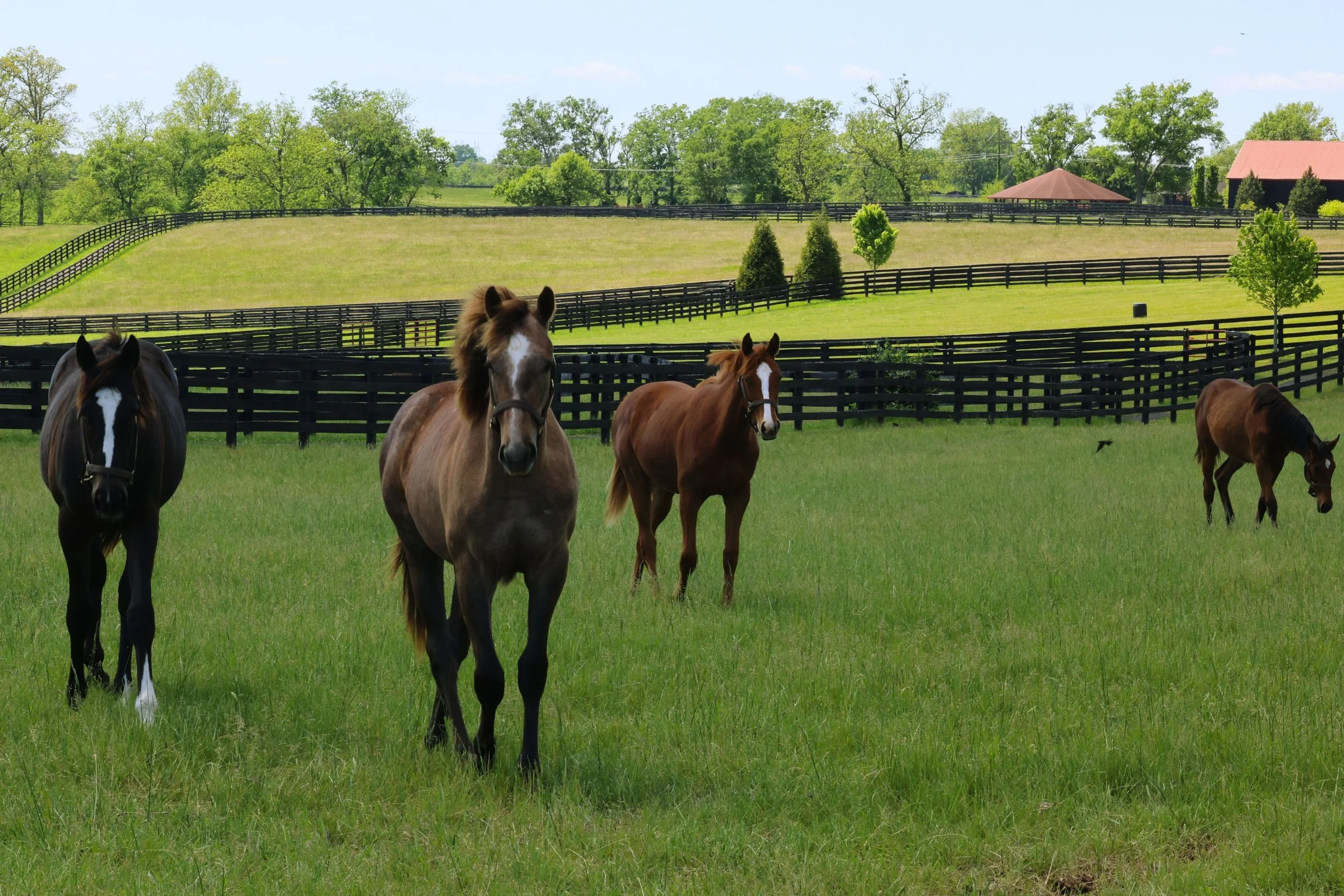 Exceptional turnout is a key part of our program. 🌱⭐️

Giving horses the opportunity to move naturally, relax mentally, and simply be horses helps create a strong foundation from the ground up. 🐴💥