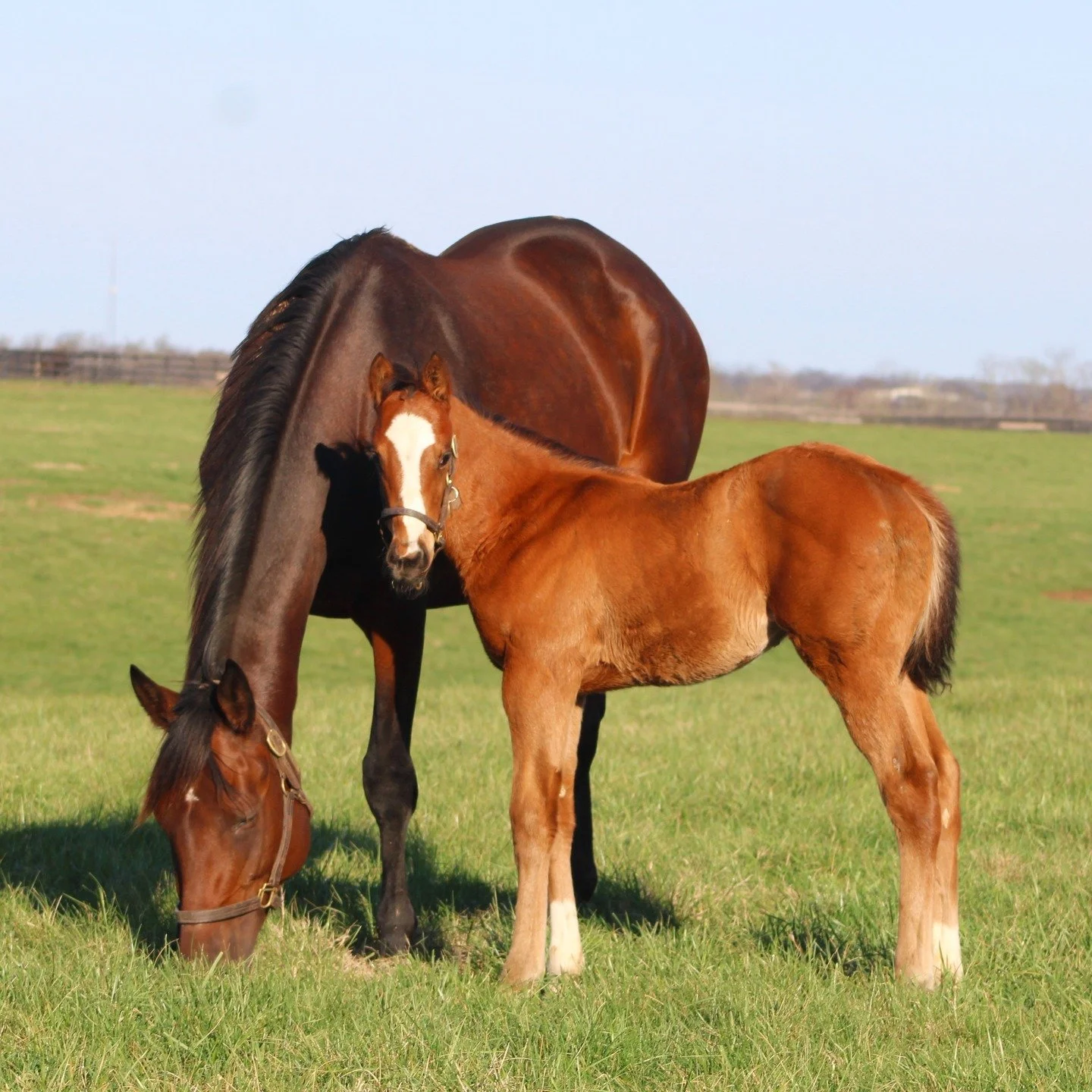 Foal Friday featuring a classy colt with a serious pedigree! 🐴

He is by Justify out of the Uncle Mo mare Belladiva, a $1.35 million weanling purchase and daughter of Grade 1 winner Bellafina.

We're excited to see him continue through our program f
