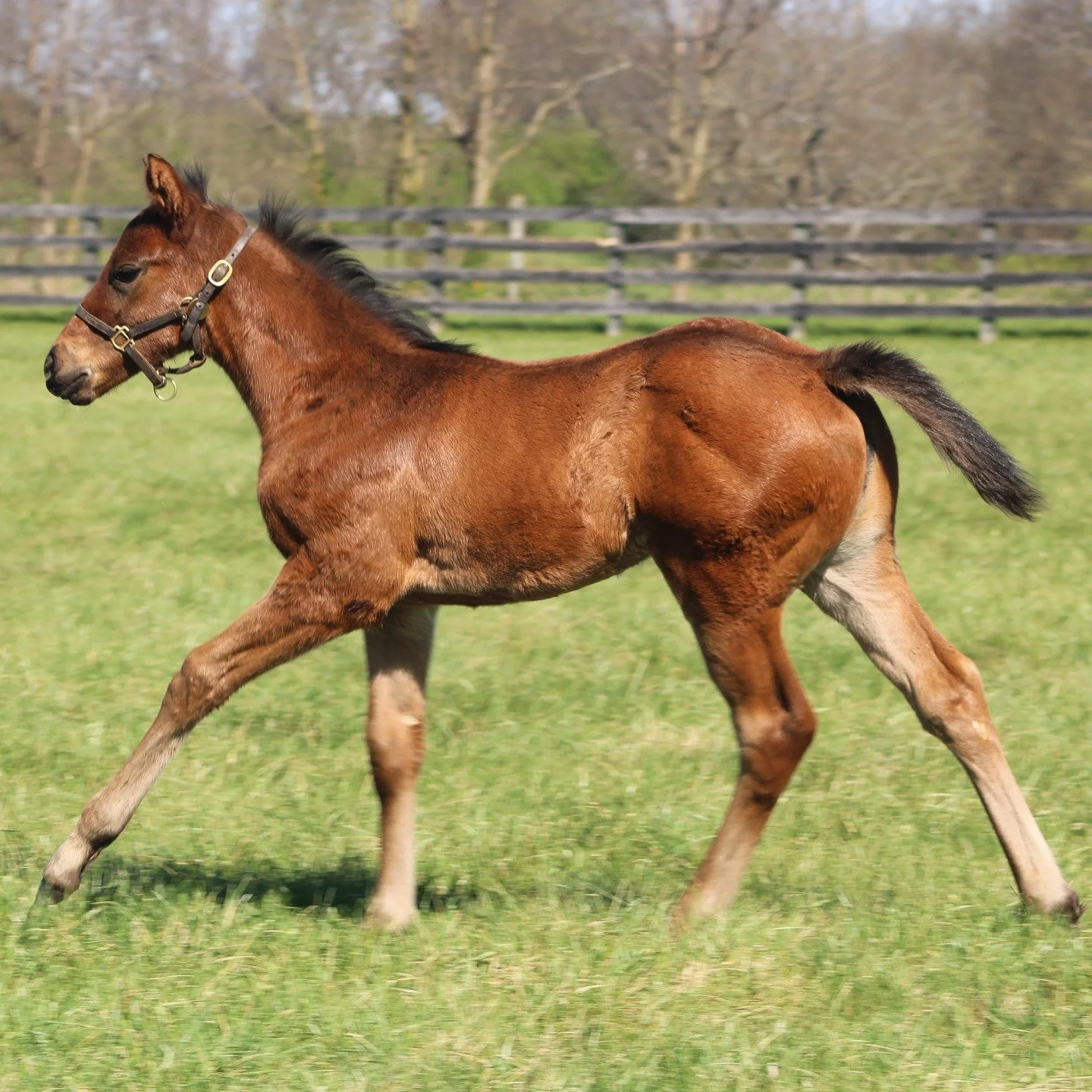 A little exploring, a little growing, and plenty of time spent by mom's side. 🌱

Swipe for a few moments from the pasture featuring this gorgeous Corniche filly out of Toffen, bred by Raroma Stable, enjoying a beautiful day at Margaux Farm.