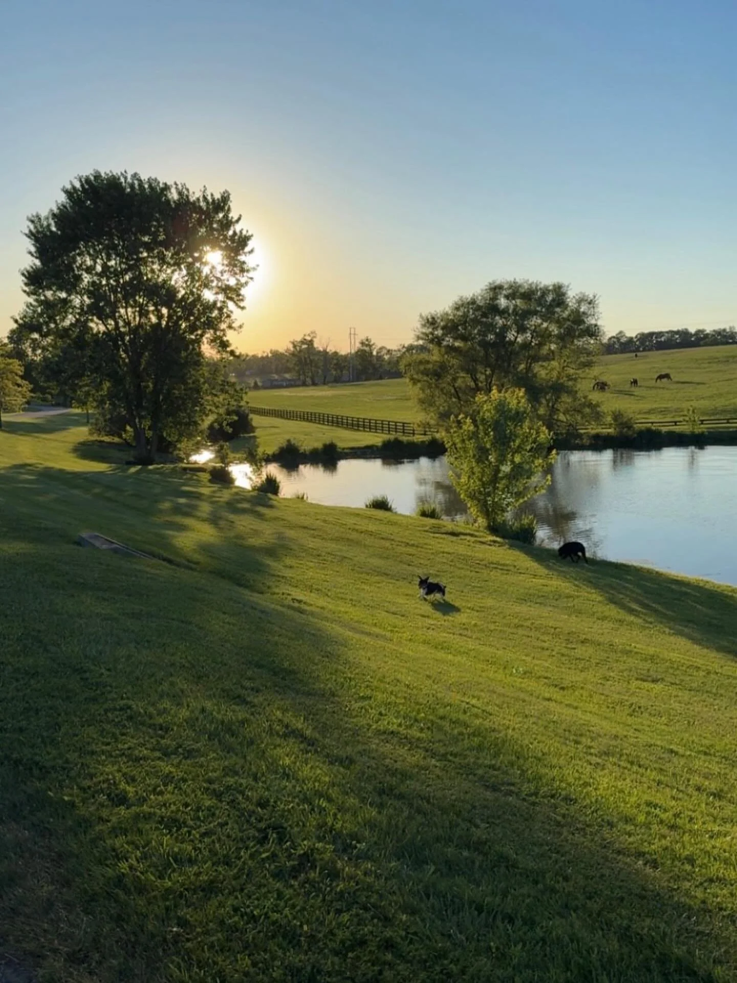 Summer in the bluegrass 🐴🌱☀️