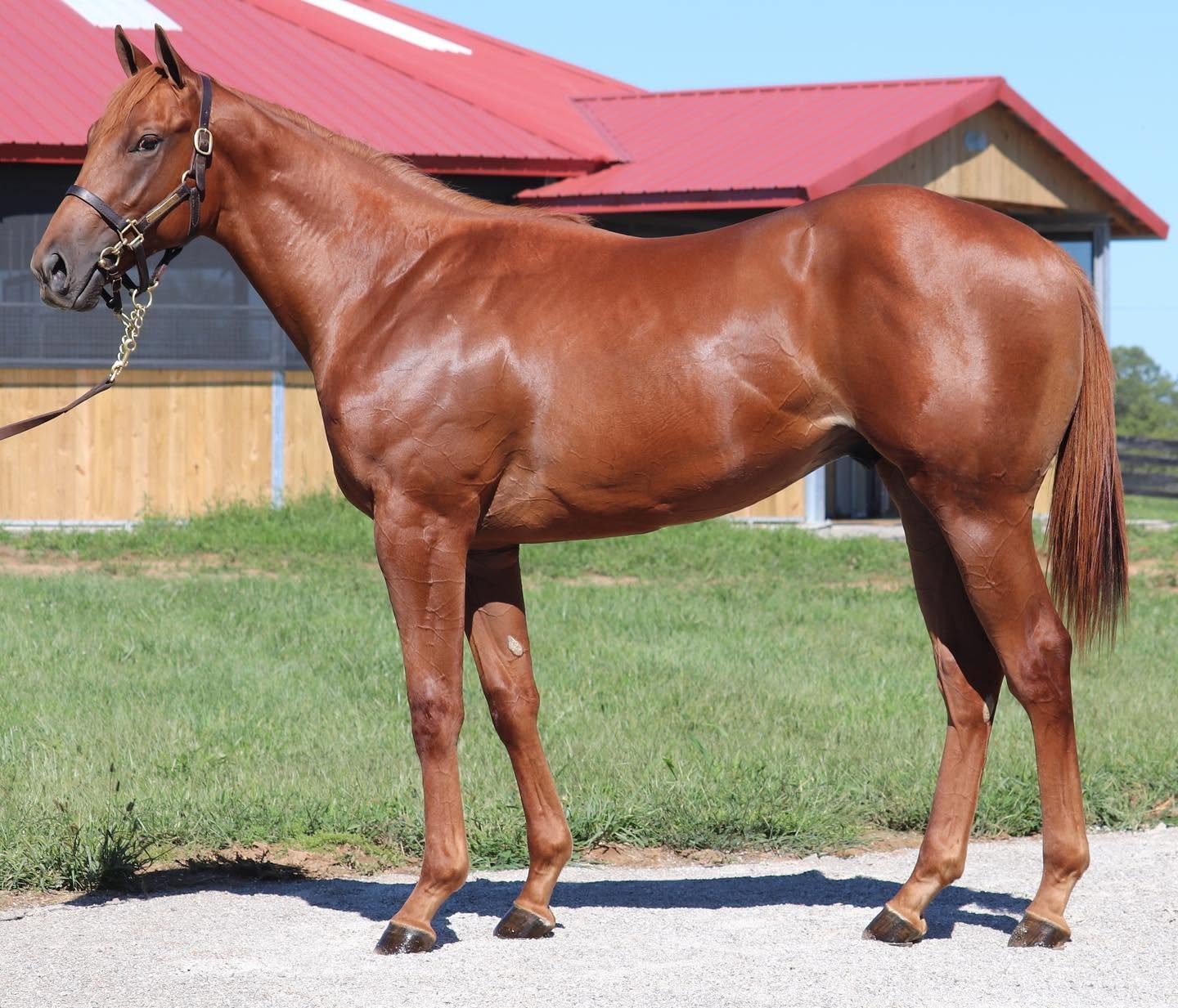 Yearling season is here! 🐎

At Margaux, yearling preparation is about more than getting a horse ready for the sales ring. It's about laying the foundation for future success.

With decades of experience developing young Thoroughbreds, our team focus