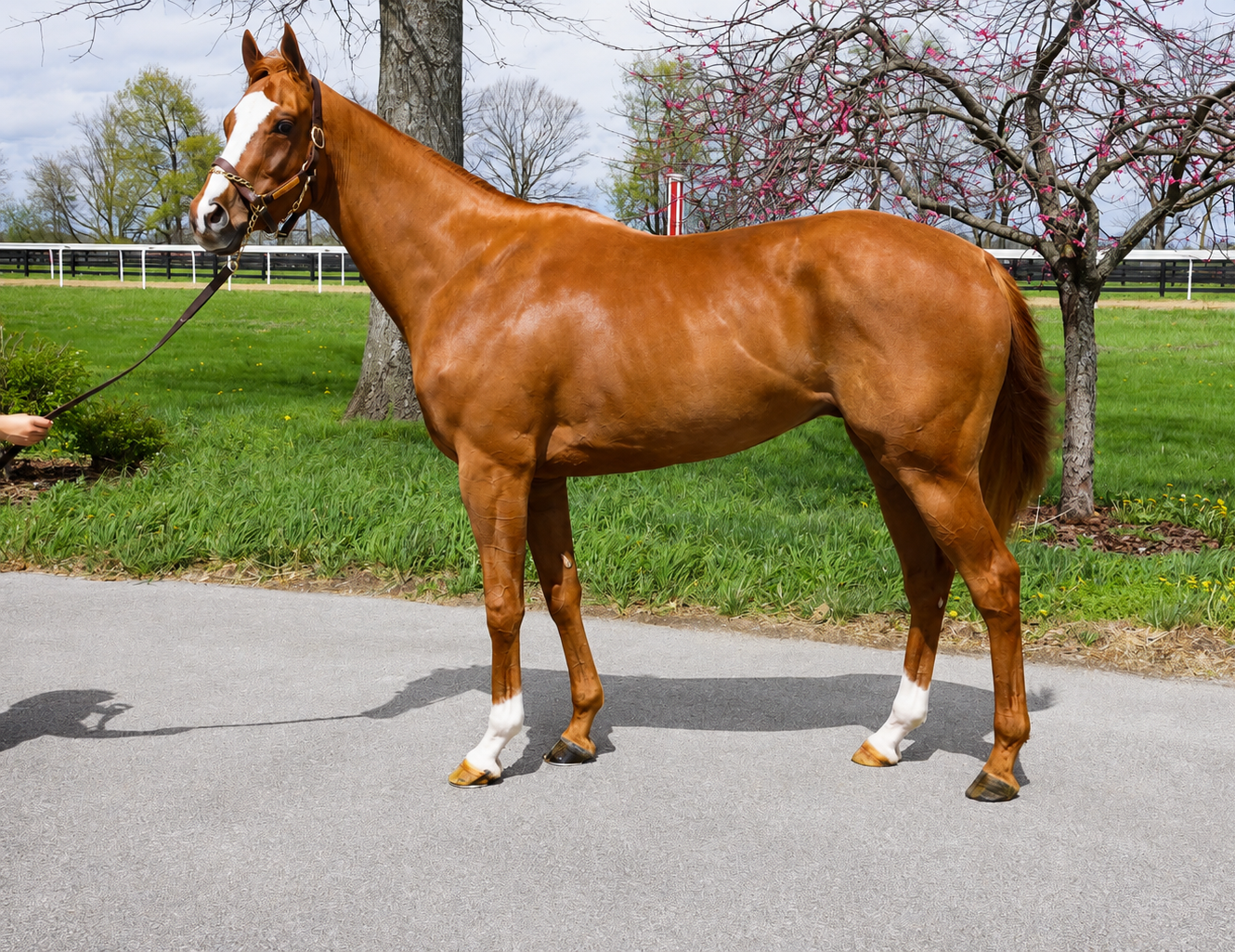 Oscar D Returns a Winner at Horseshoe Indianapolis