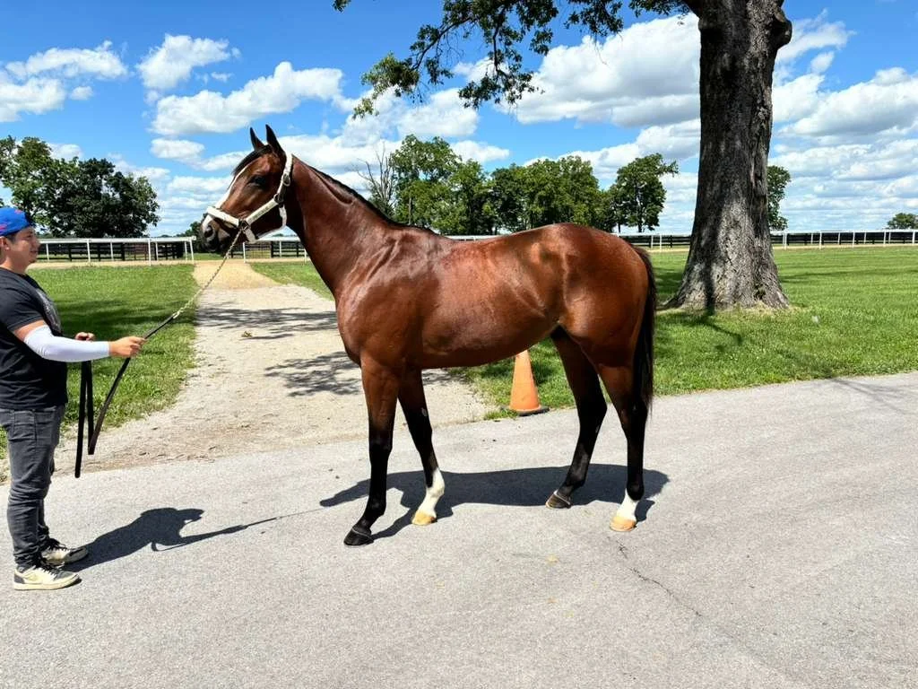 Montour Wins on Debut at Colonial Downs