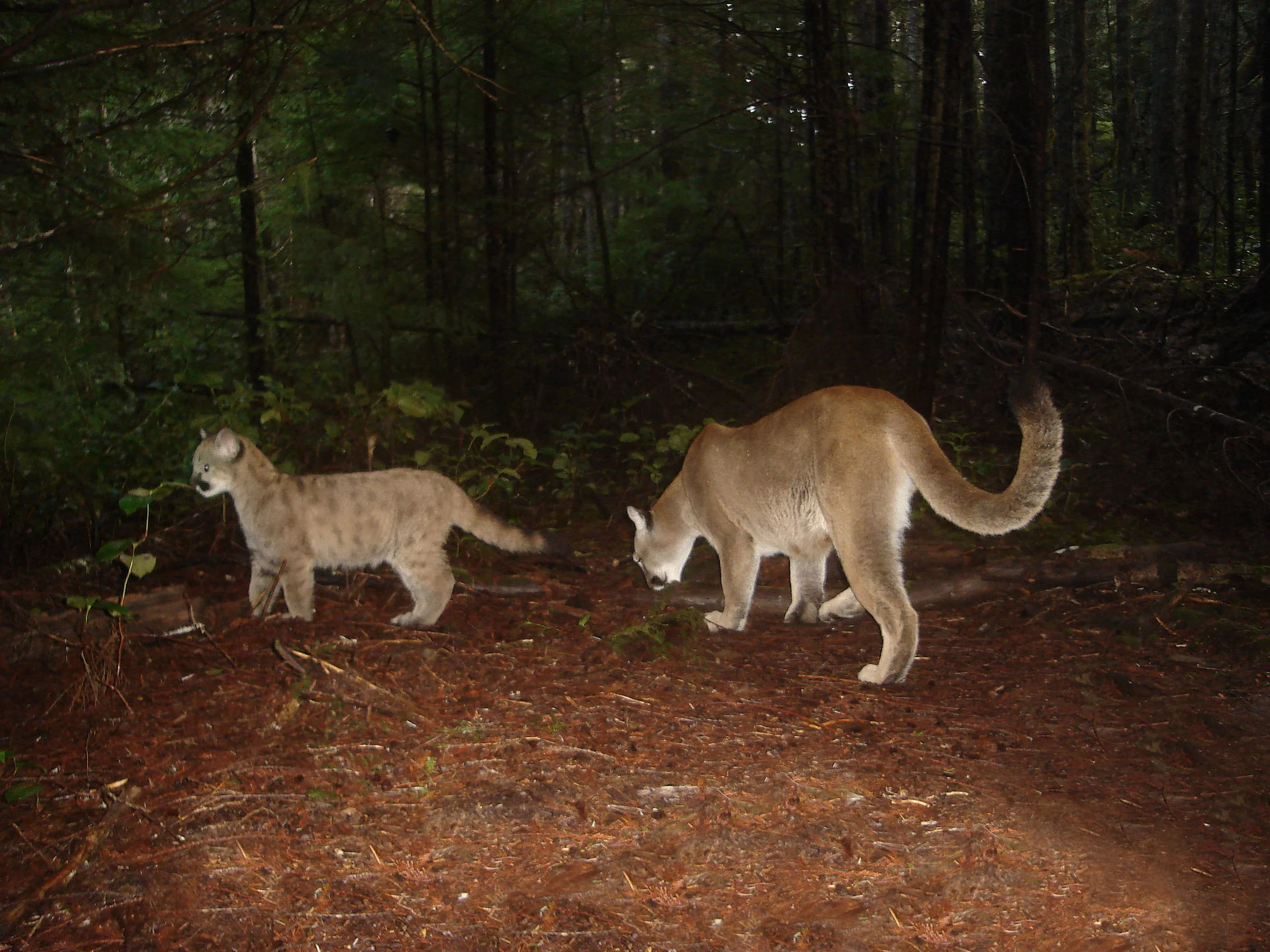 DSC08932 clone. rer 3. GOOD. UN X 2. 0 -10 2..jpg