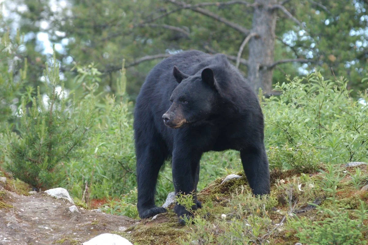 13208985_web1_180706-SNM-M-Black-Bear-2.jpg