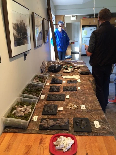 Wildlife signs, scats and paw casts
